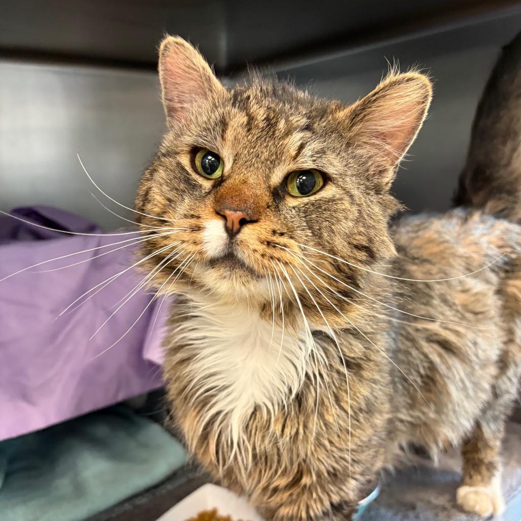 Doug, a Adoptable Domestic Long Hair in Birdsboro, PA image 3/4