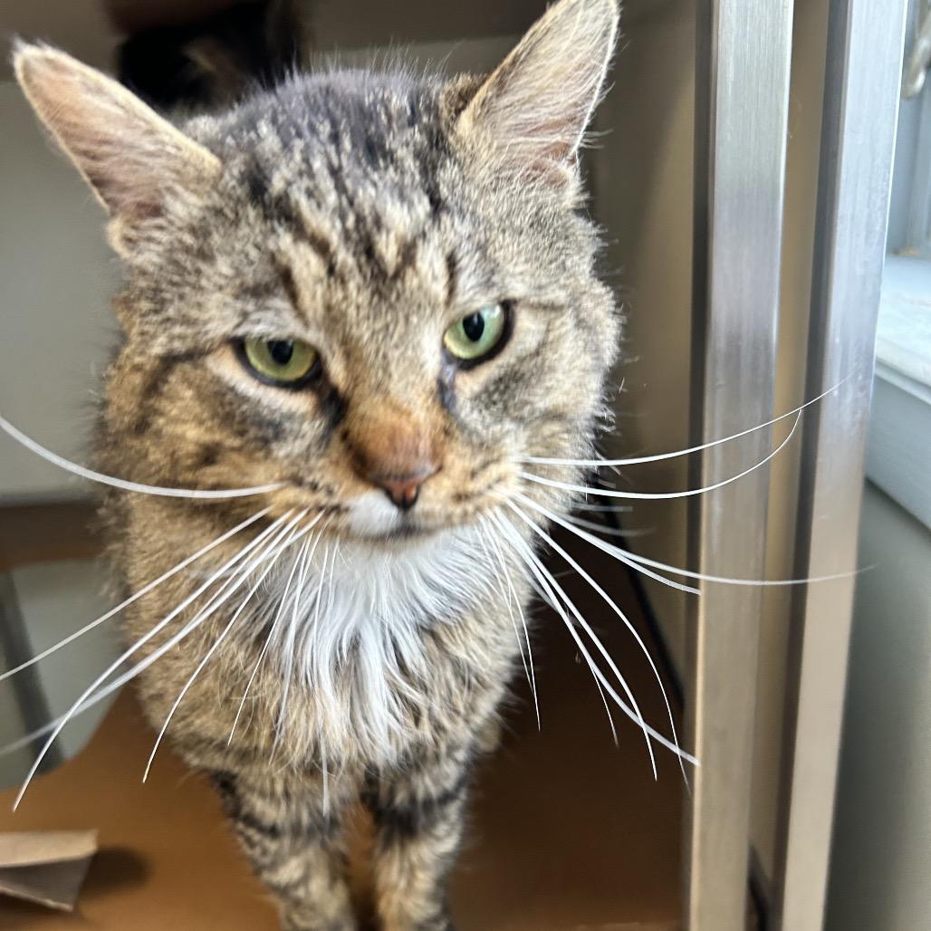 Doug, a Adoptable Domestic Long Hair in Birdsboro, PA image 4/4