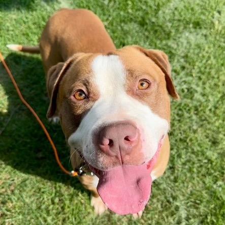 Rango, a Adoptable Pit Bull Terrier in St. Louis, MO image 1/6