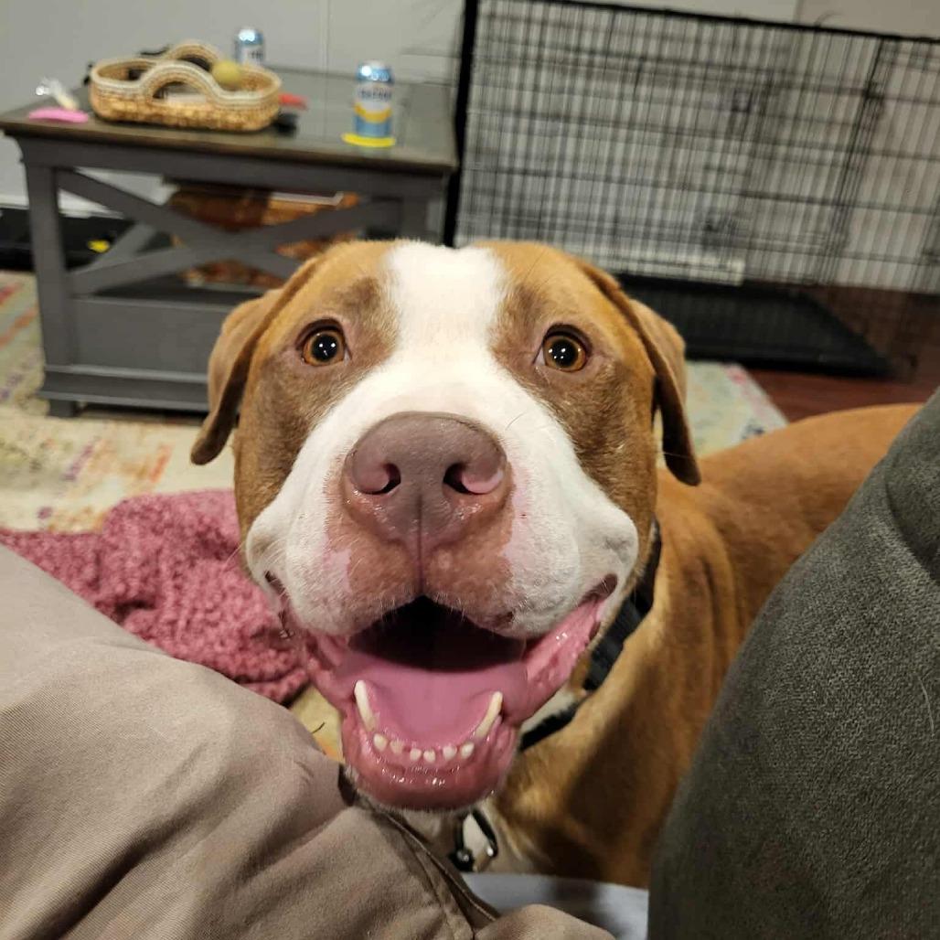 Rango, a Adoptable Pit Bull Terrier in St. Louis, MO image 2/6