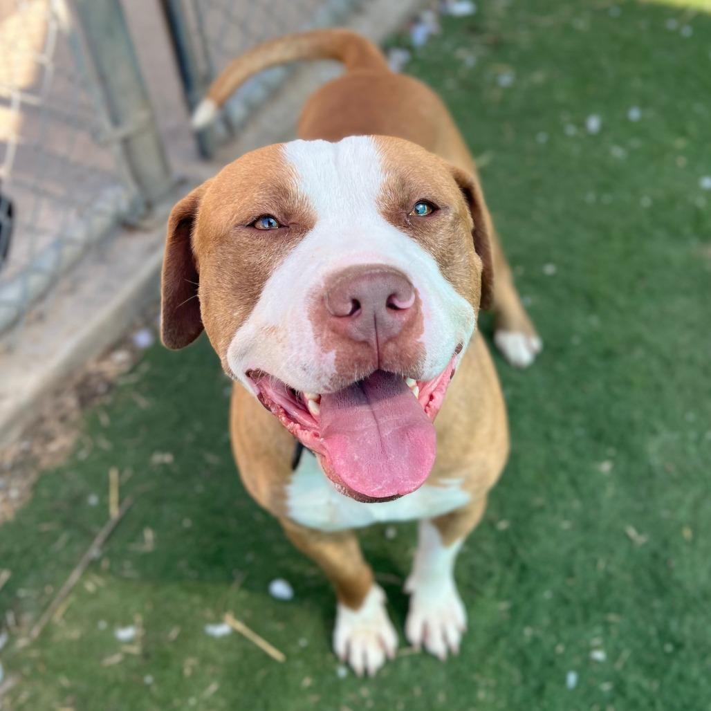 Rango, a Adoptable Pit Bull Terrier in St. Louis, MO image 3/6