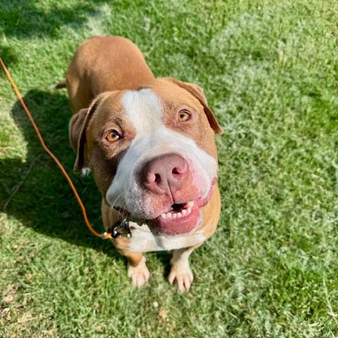 Rango, a Adoptable Pit Bull Terrier in St. Louis, MO image 4/6