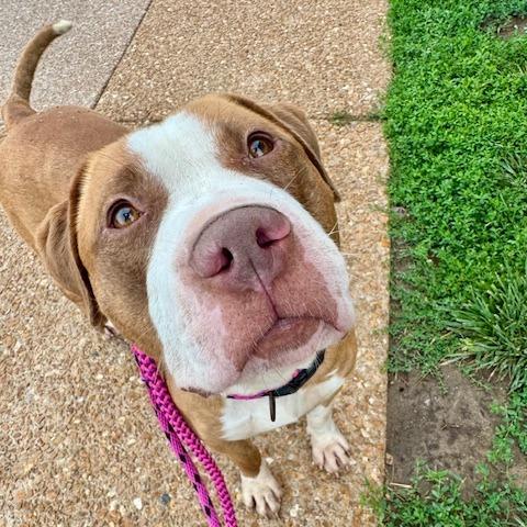 Rango, a Adoptable Pit Bull Terrier in St. Louis, MO image 5/6