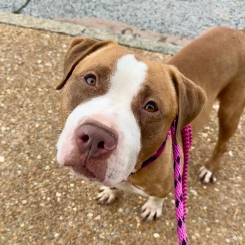 Rango, a Adoptable Pit Bull Terrier in St. Louis, MO image 6/6