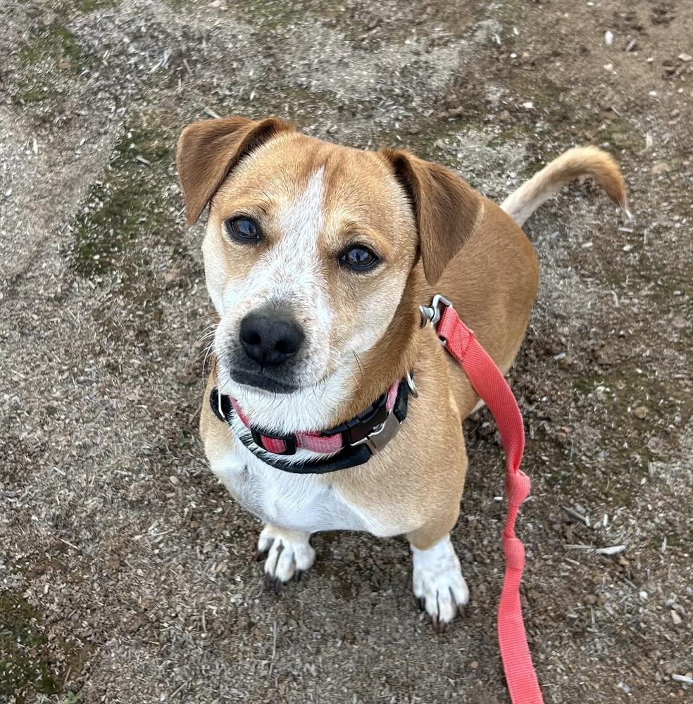 Buster, Adoptable, Adult Male Jack Russell Terrier.