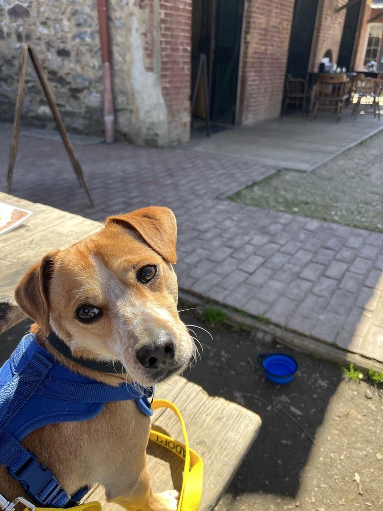 Enlarge Buster, a Adoptable mixed breed in Jamestown, CA image 2/6