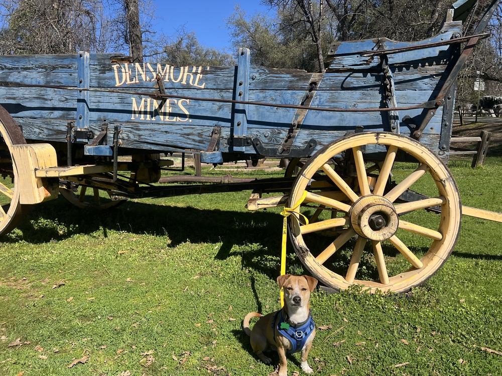 Enlarge Buster, a Adoptable mixed breed in Jamestown, CA image 3/6
