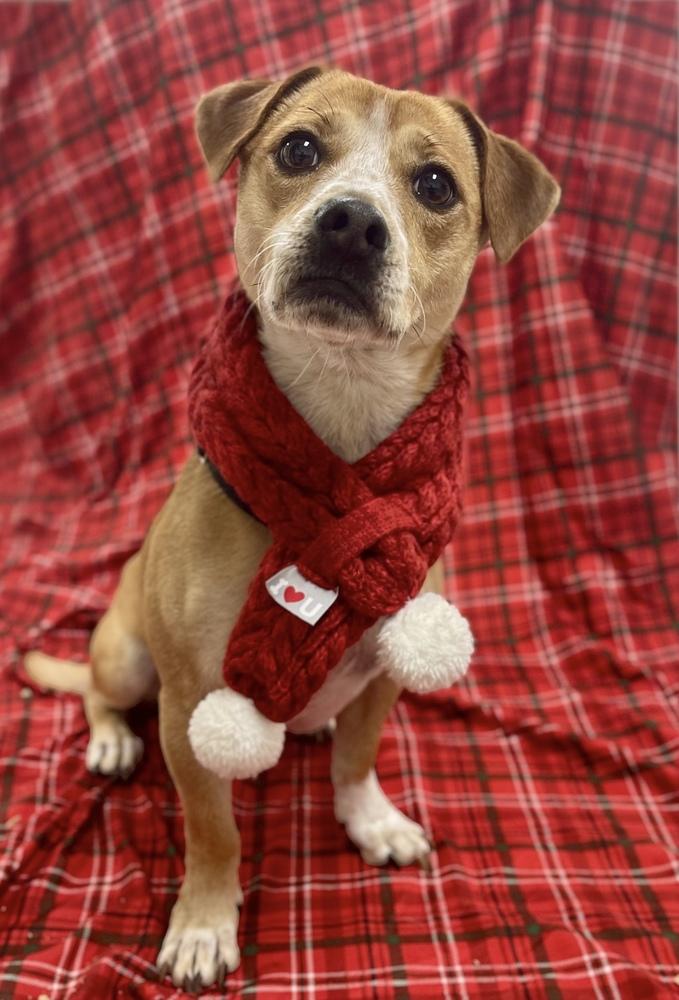 Enlarge Buster, a Adoptable mixed breed in Jamestown, CA image 3/6