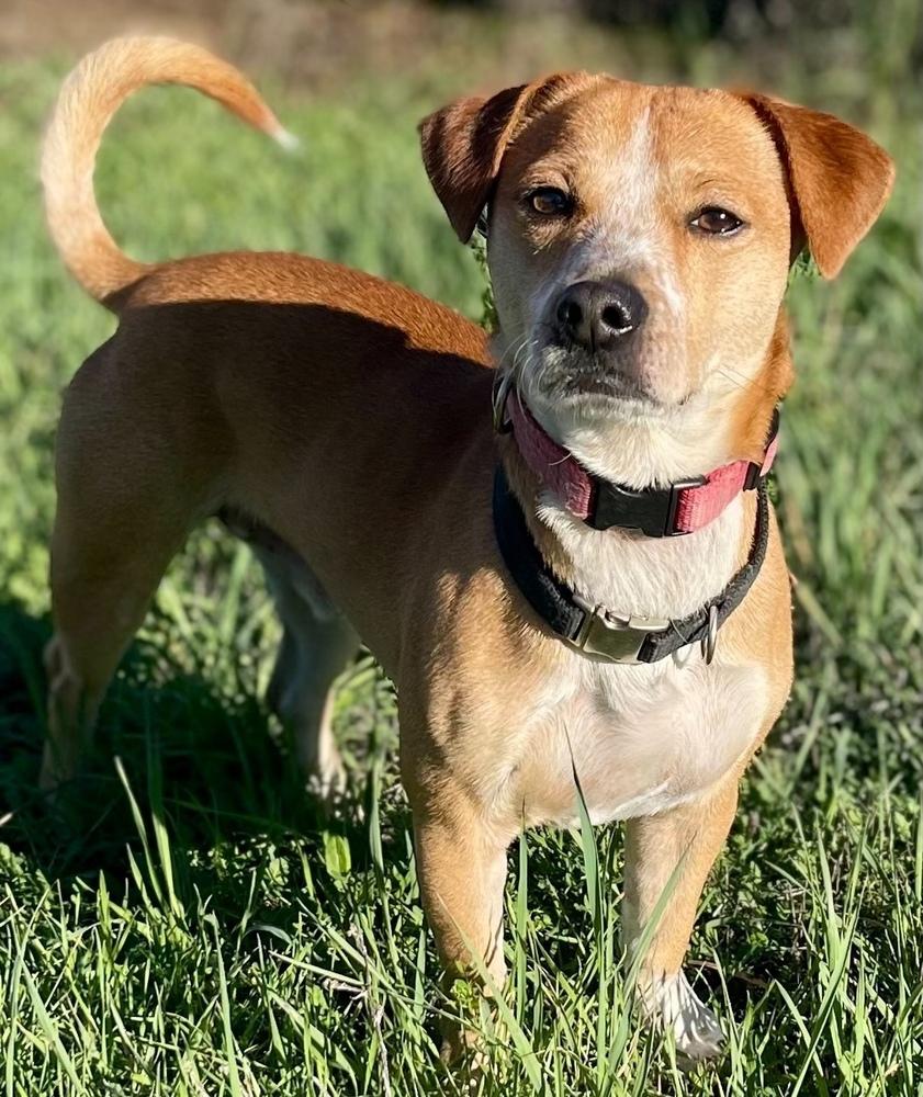 Enlarge Buster, a Adoptable mixed breed in Jamestown, CA image 6/6