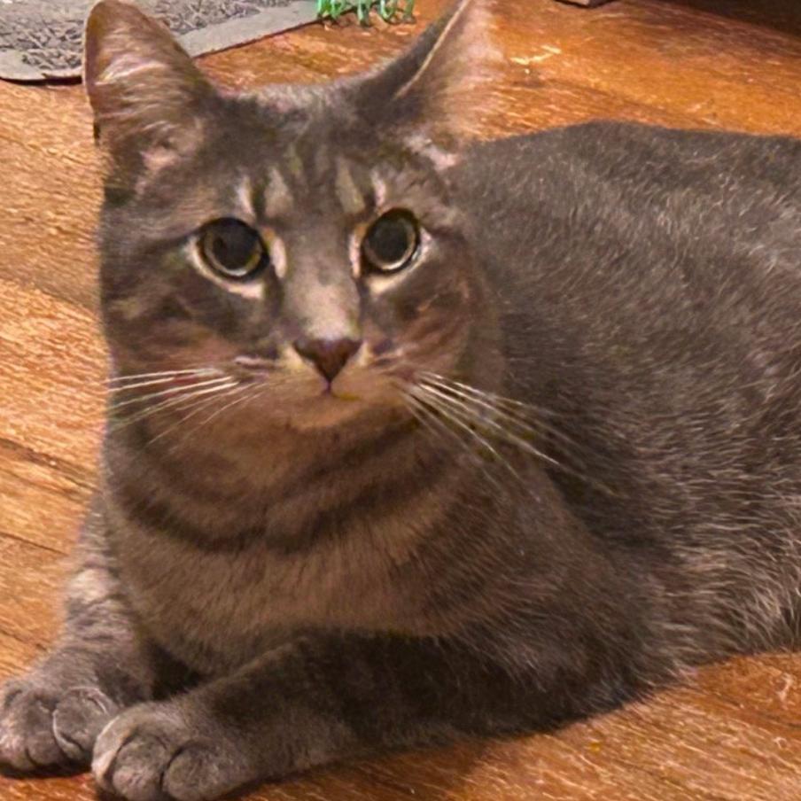 Enlarge Grayson, a Adoptable Domestic Short Hair in Coralville, IA image 1/1