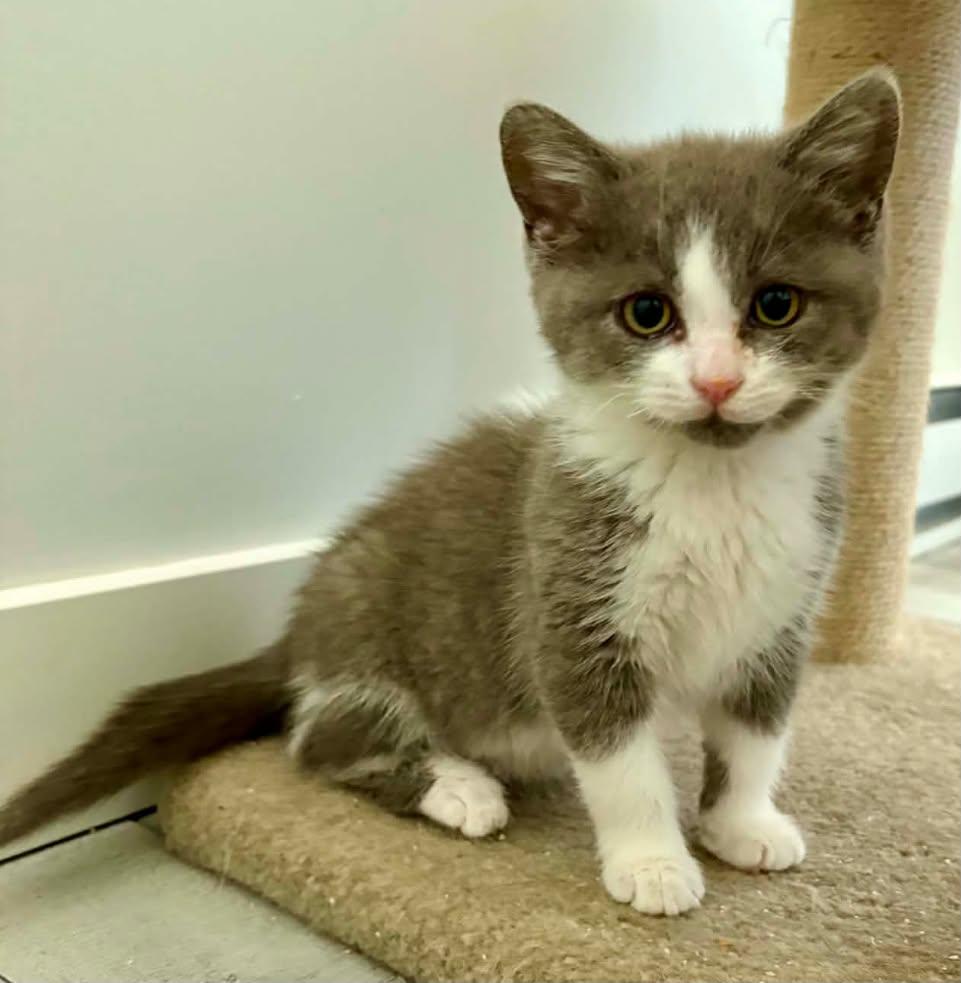 Enlarge Ciboulette, an adoptable Domestic Short Hair in Wakefield, QC image 2/6