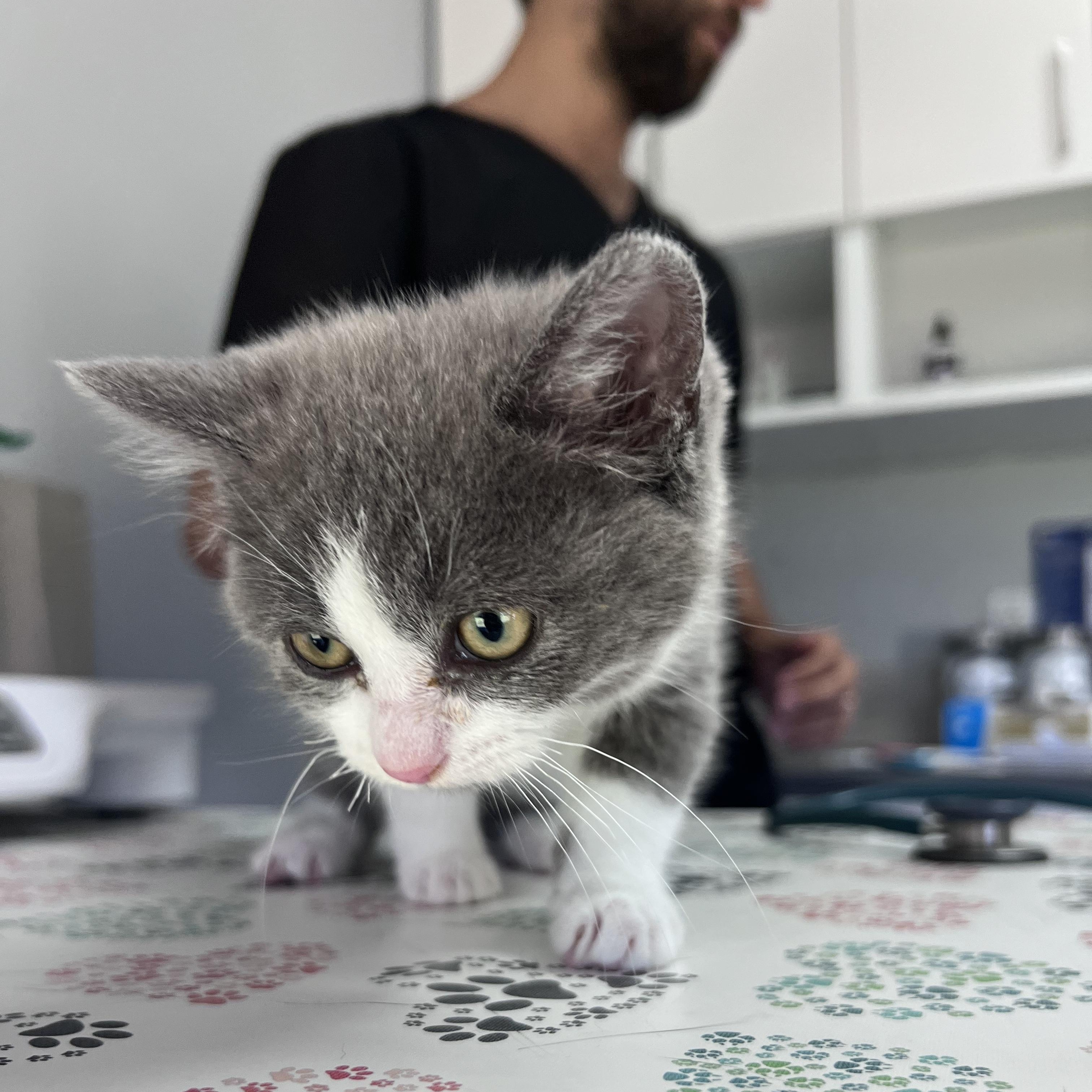 Enlarge Ciboulette, an adoptable Domestic Short Hair in Wakefield, QC image 5/6