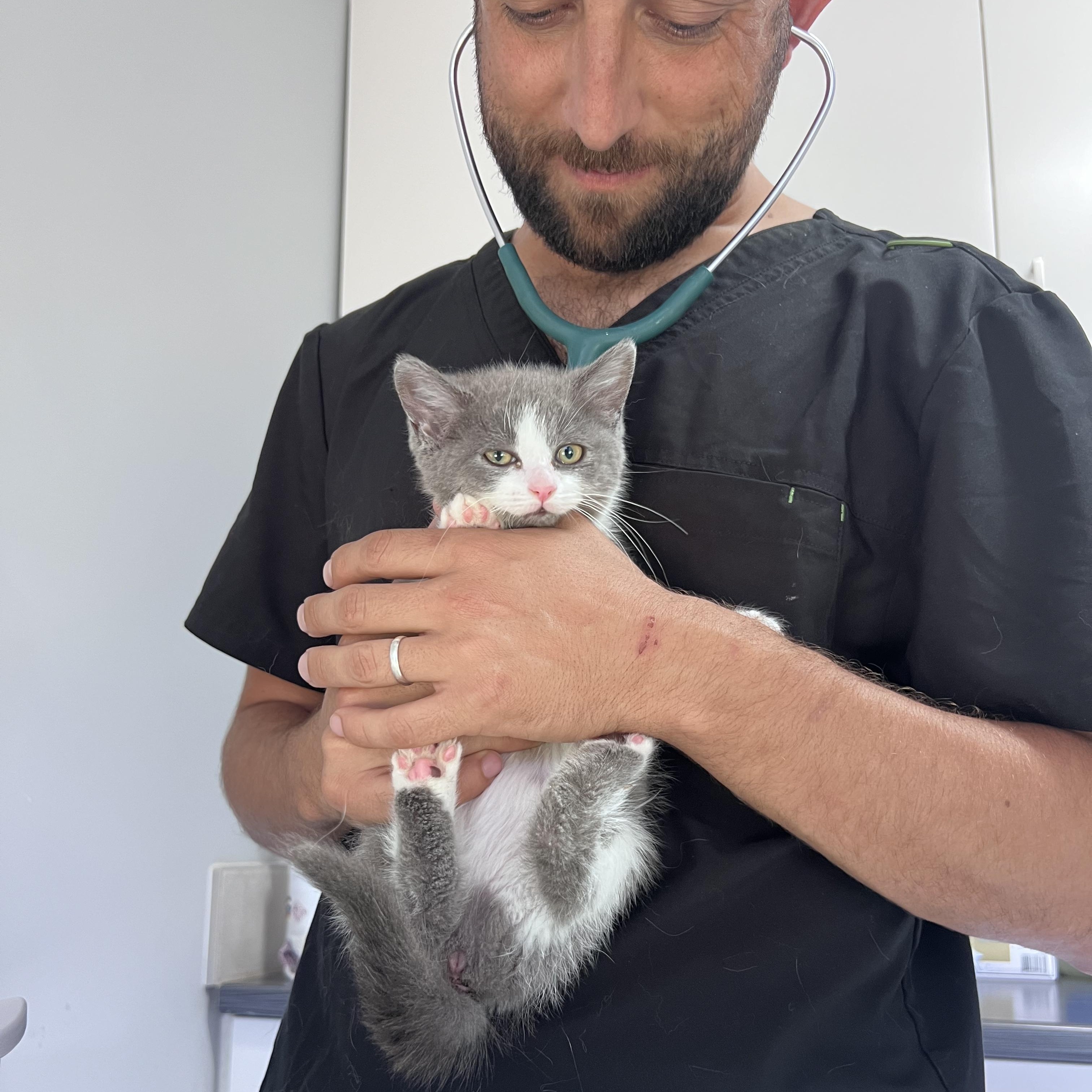 Enlarge Ciboulette, an adoptable Domestic Short Hair in Wakefield, QC image 4/6