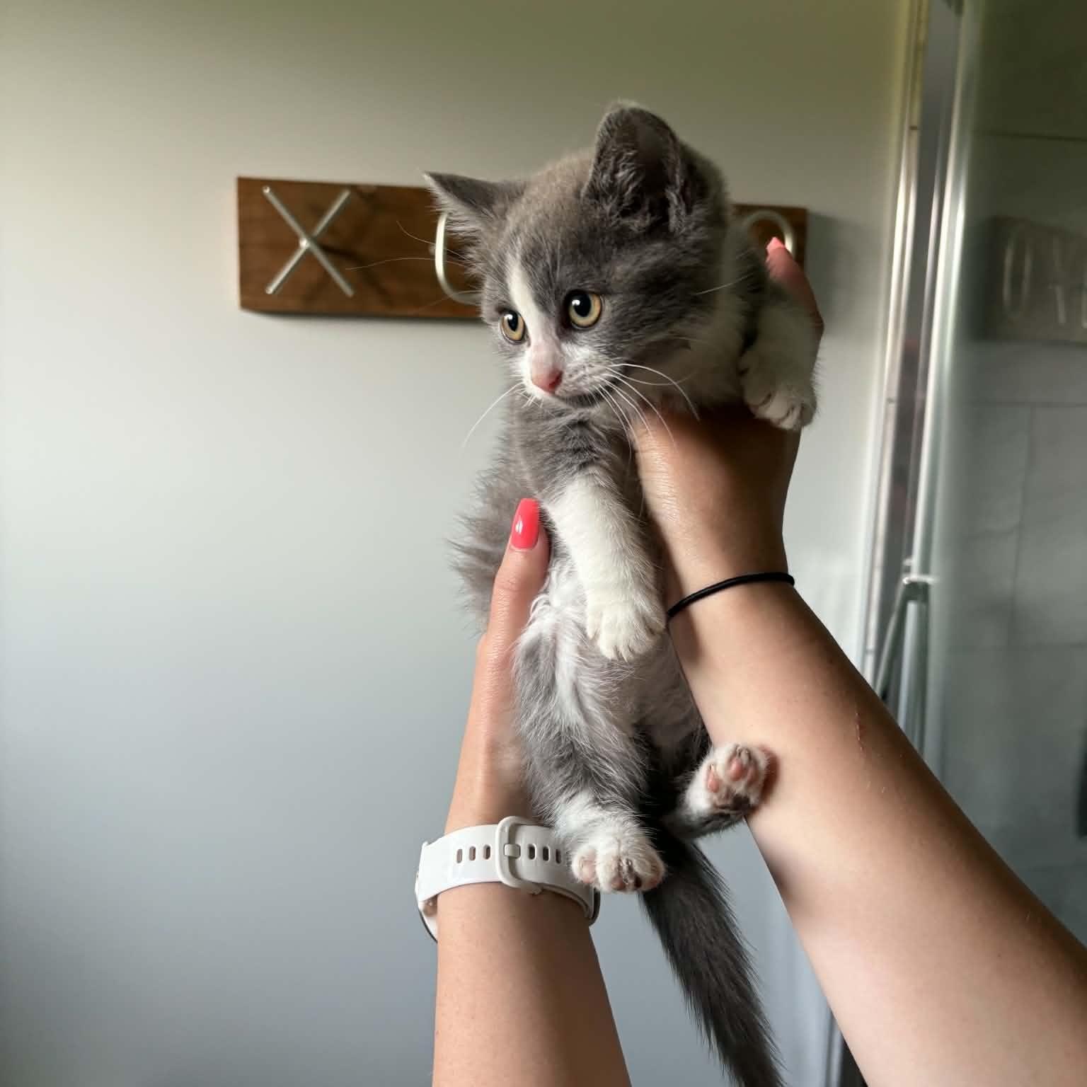 Enlarge Ciboulette, an adoptable Domestic Short Hair in Wakefield, QC image 1/6