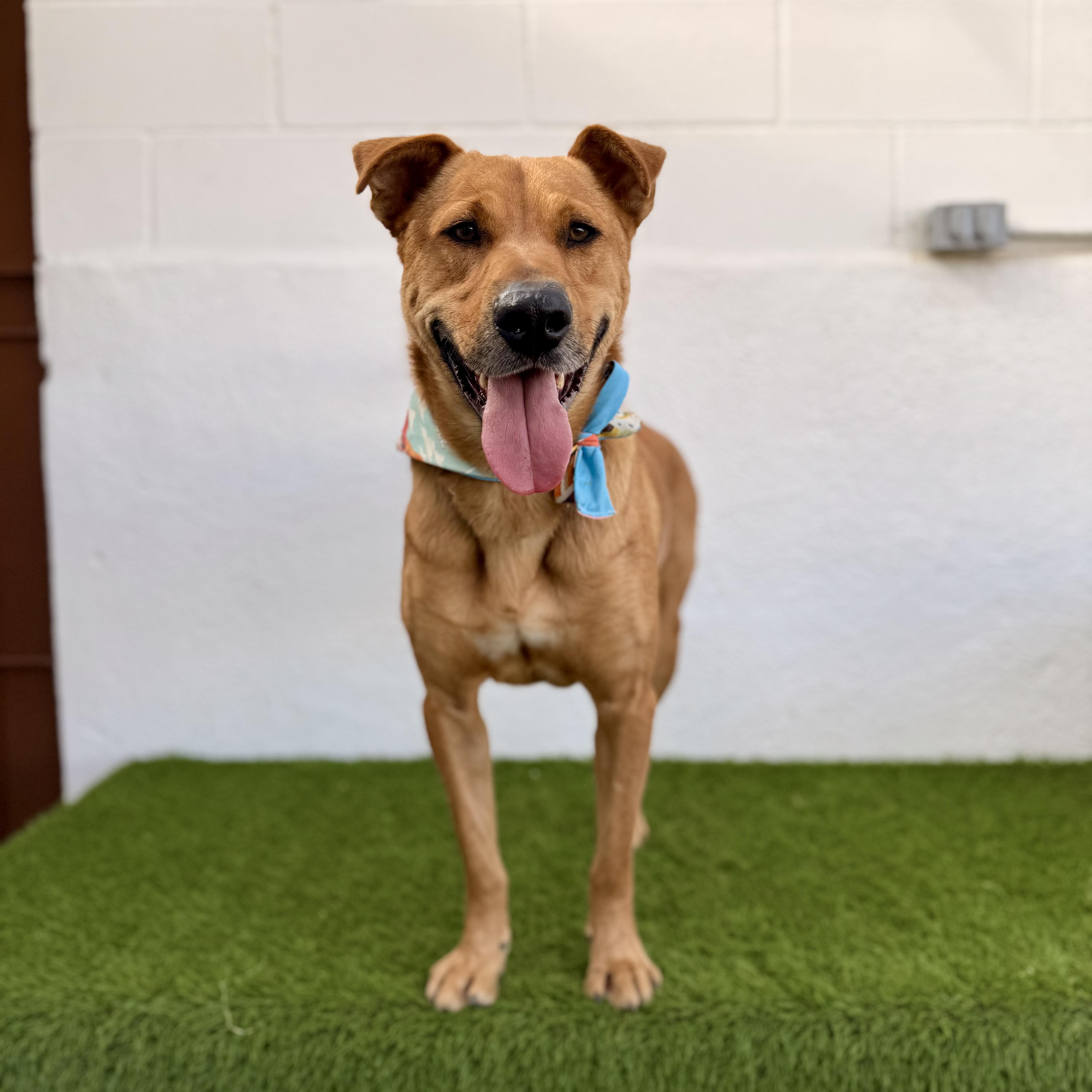 BOMBÓN, a Adoptable mixed breed in La Jolla, CA image 2/6