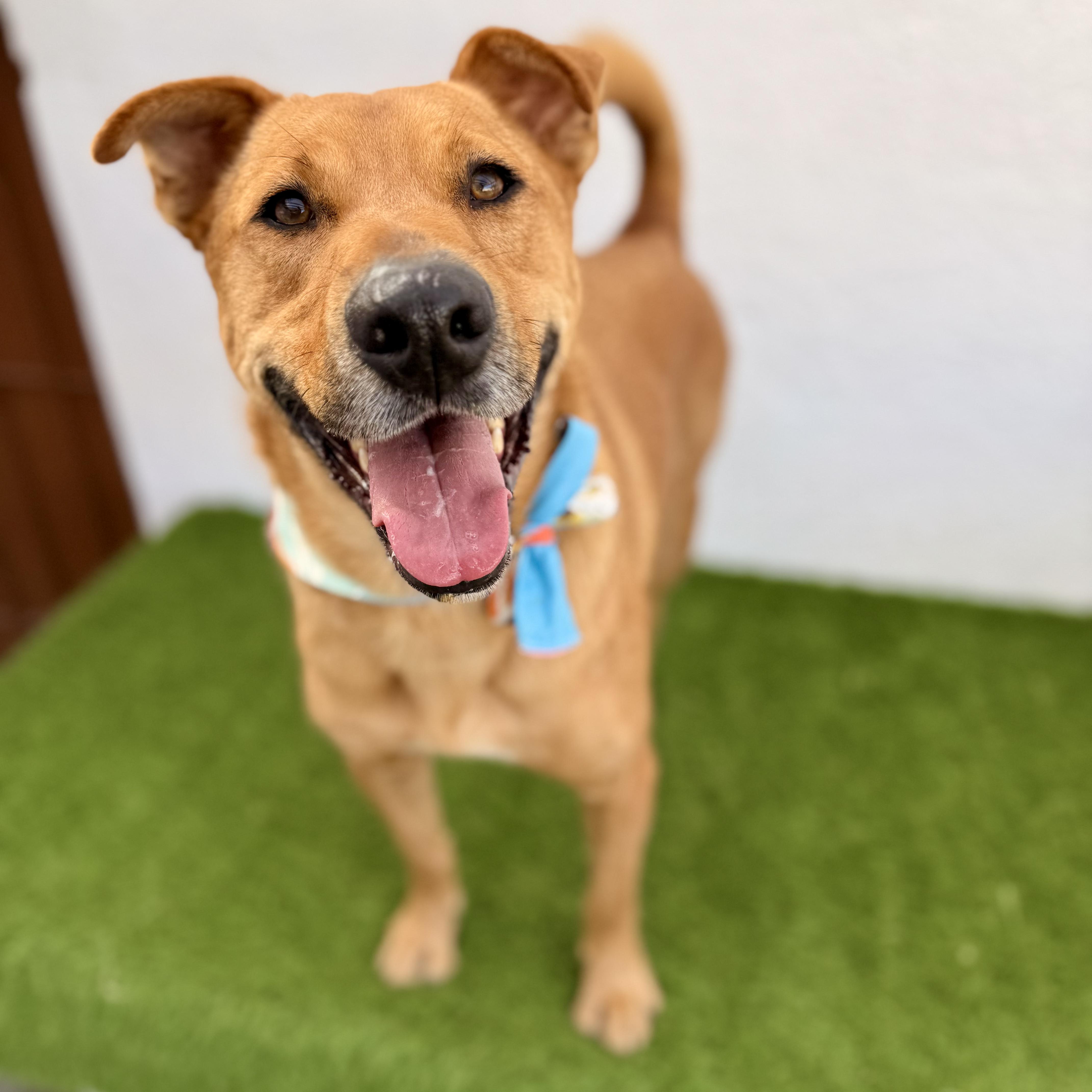 BOMBÓN, a Adoptable mixed breed in La Jolla, CA image 4/6