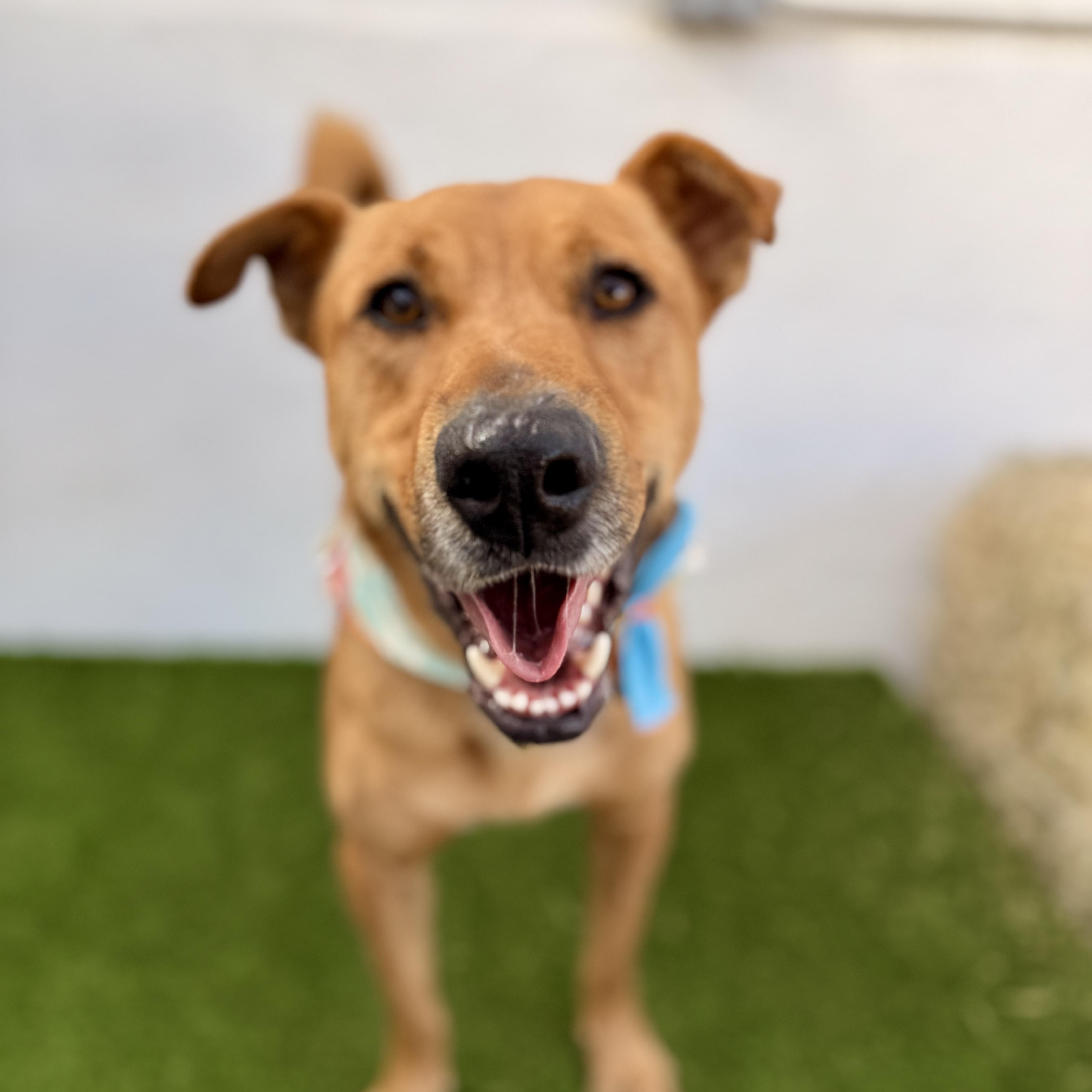BOMBÓN, Adoptable, Young Male Golden Retriever & Pit Bull Terrier.