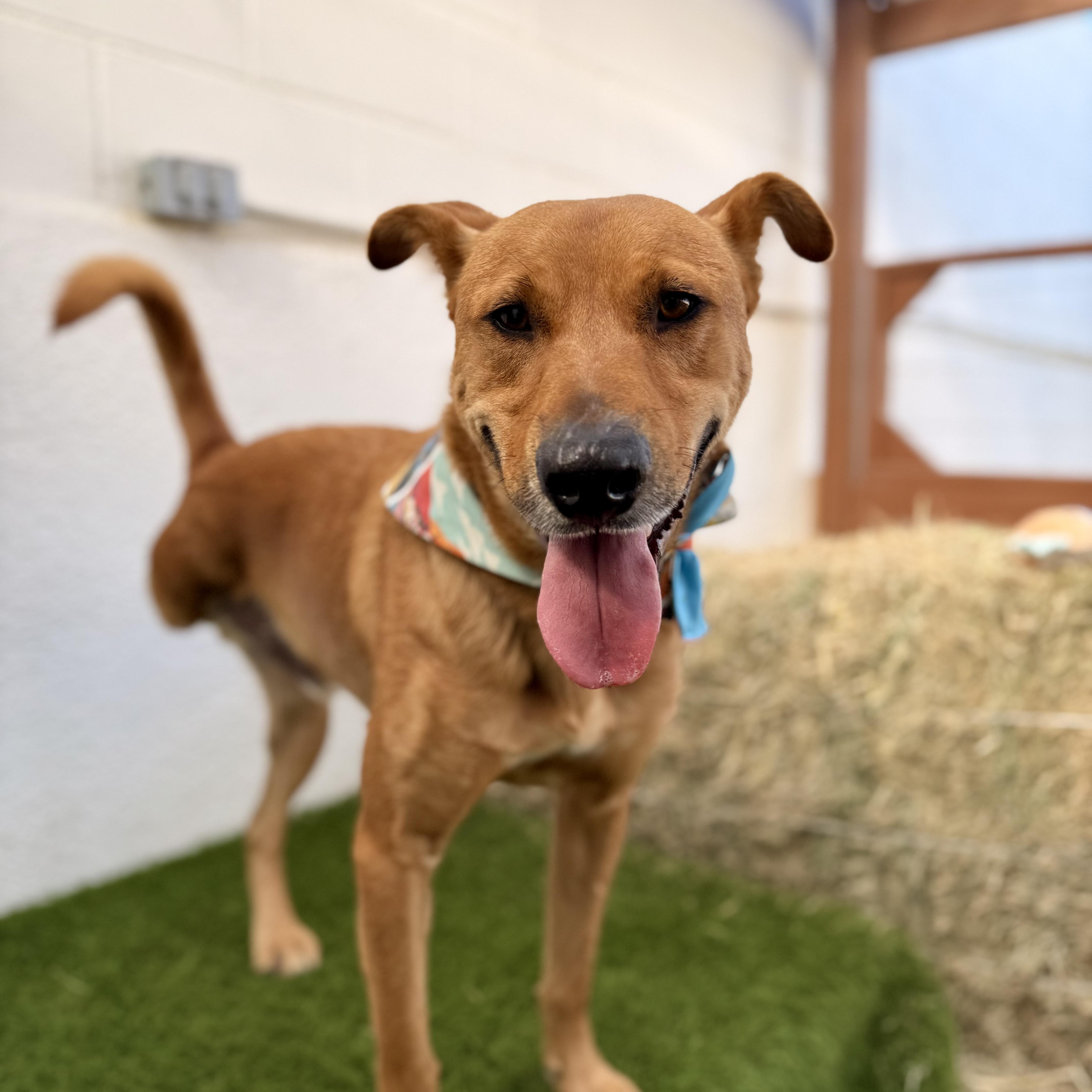BOMBÓN, a Adoptable mixed breed in La Jolla, CA image 3/6