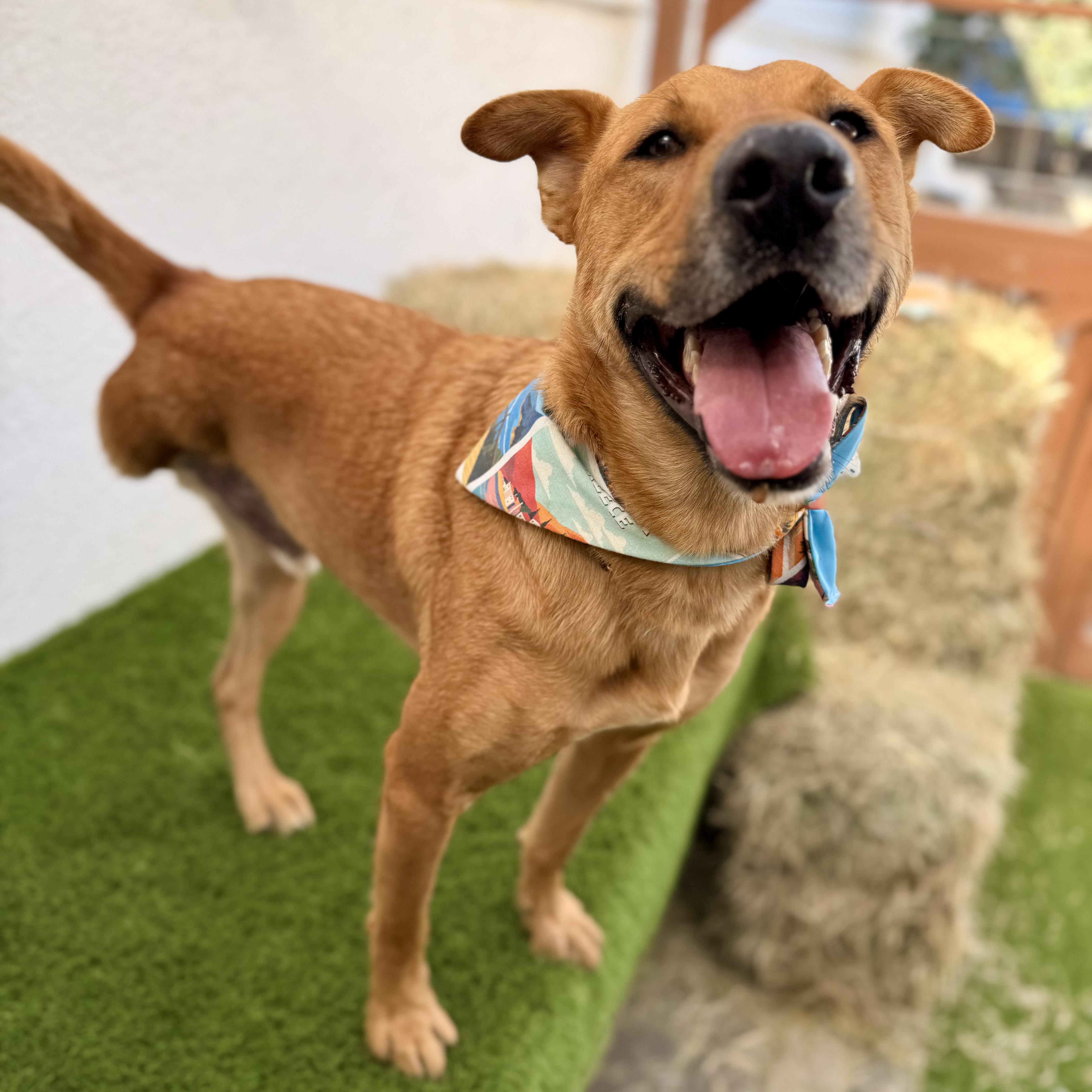BOMBÓN, Adoptable, Young Male Golden Retriever & Pit Bull Terrier.