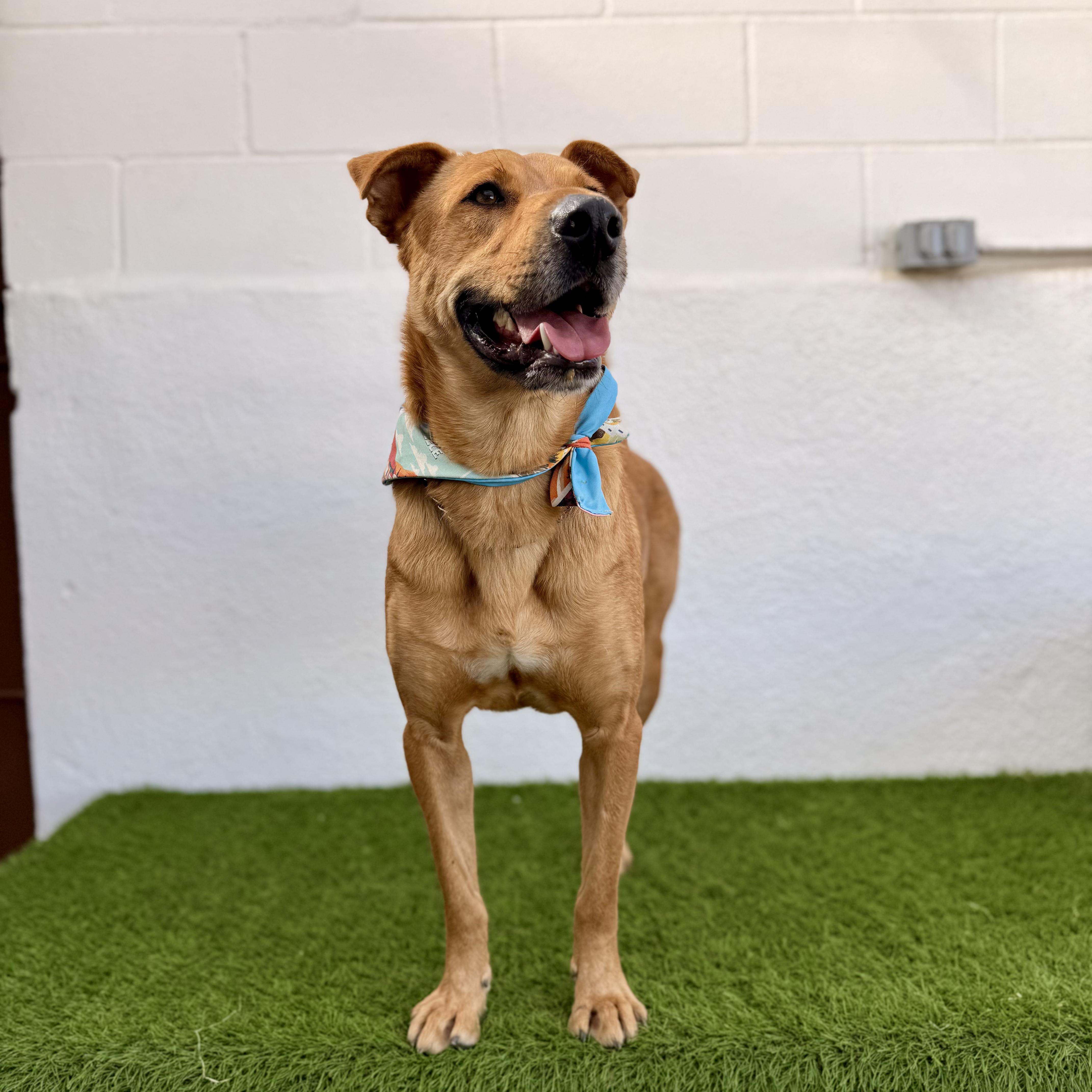 BOMBÓN, a Adoptable mixed breed in La Jolla, CA image 6/6