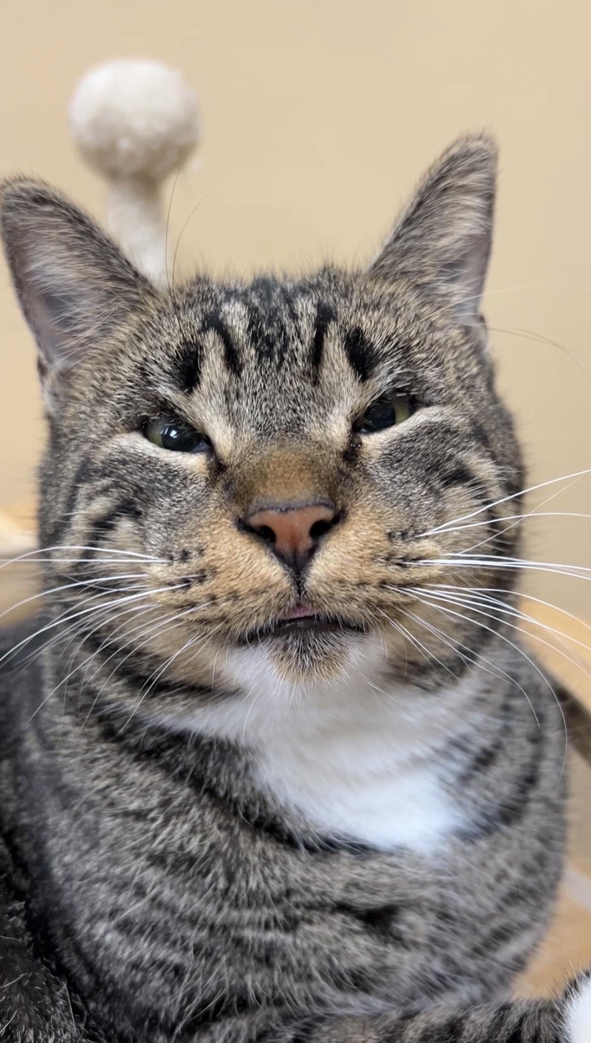 Enlarge Jeri, a ADOPTABLE Tabby in College Park, GA image 3/5