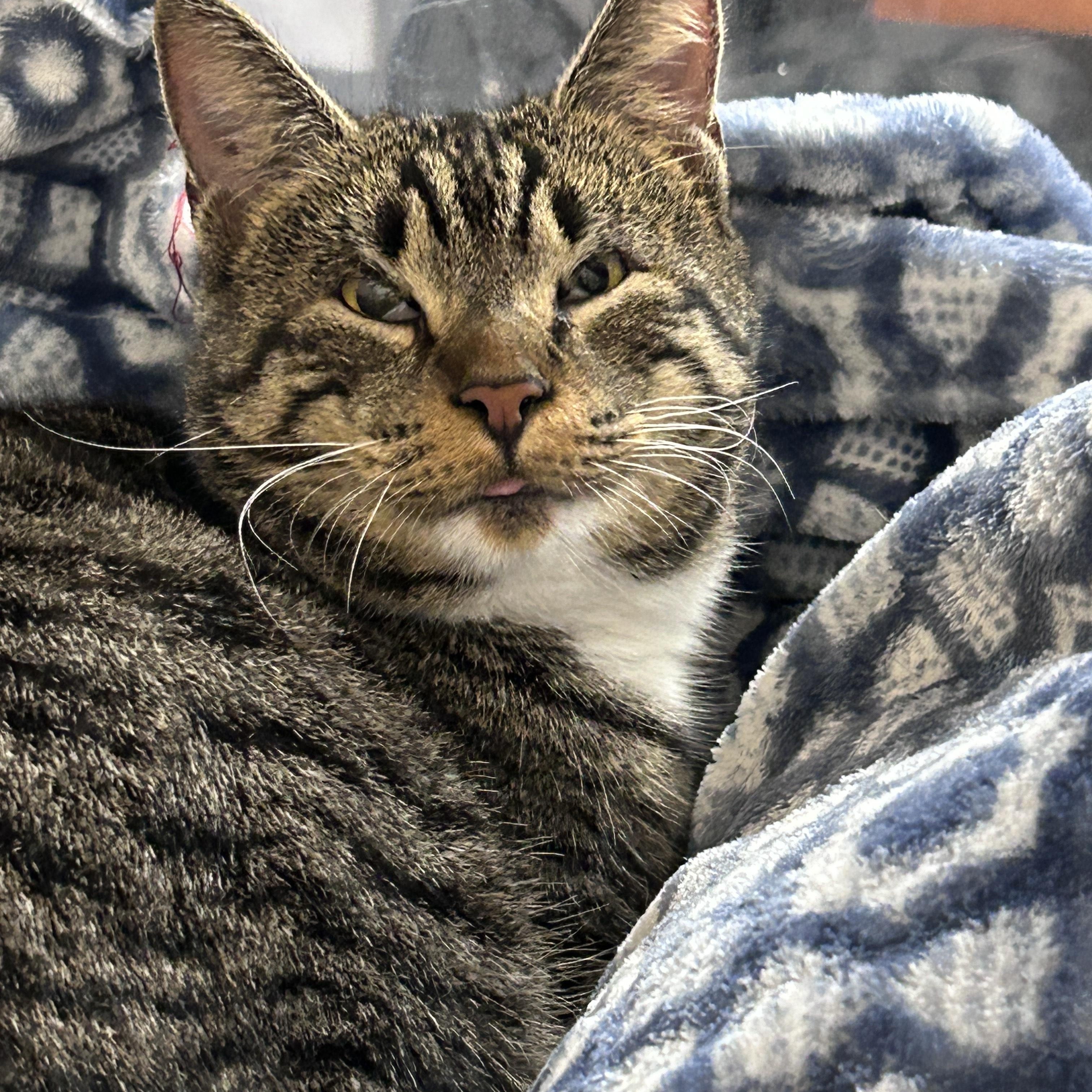 Enlarge Jeri, a ADOPTABLE Tabby in College Park, GA image 2/5