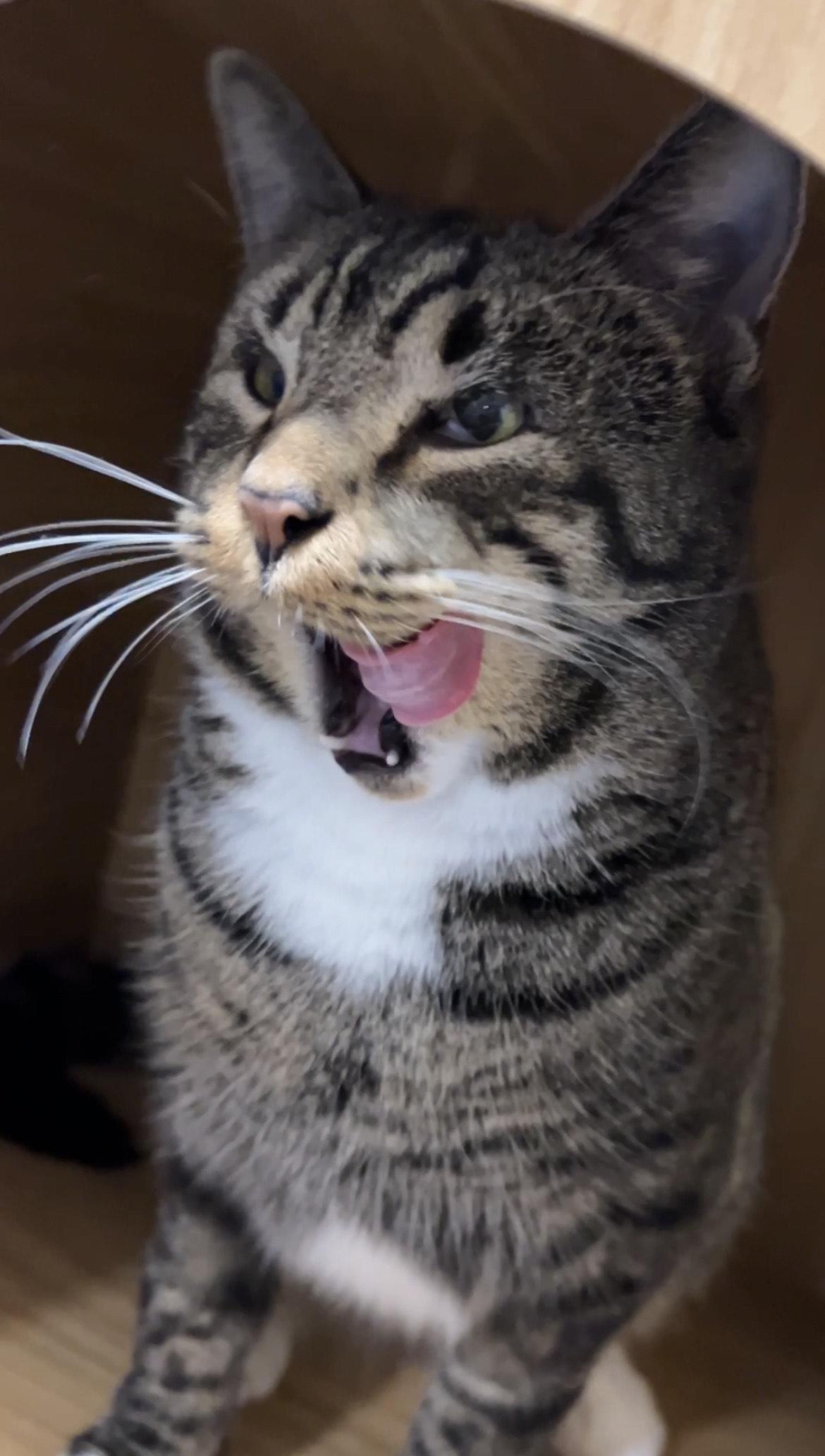 Enlarge Jeri, a ADOPTABLE Tabby in College Park, GA image 5/5