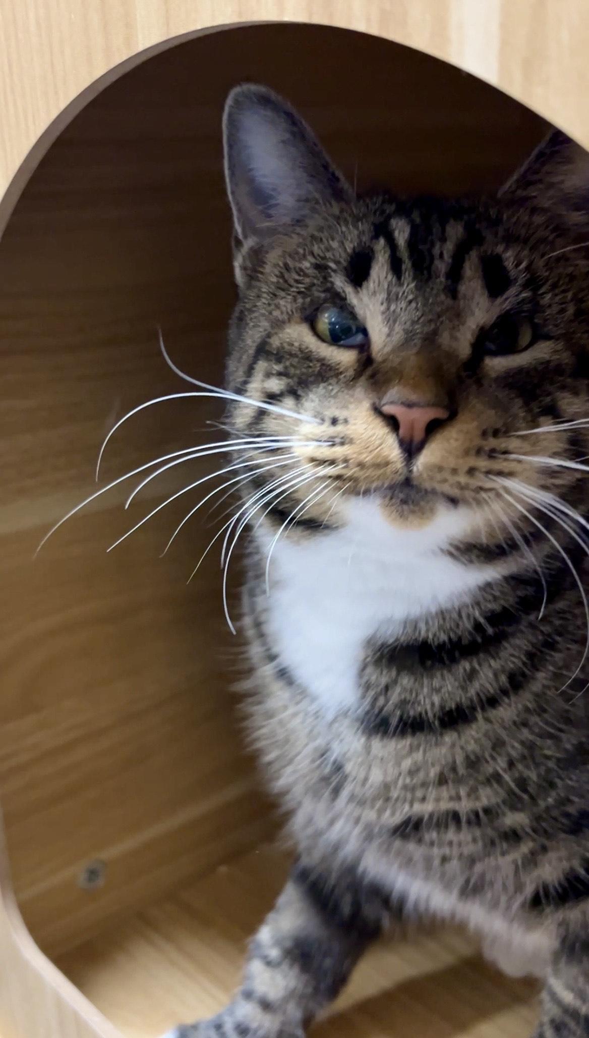 Jeri, ADOPTABLE, Adult Female Tabby.