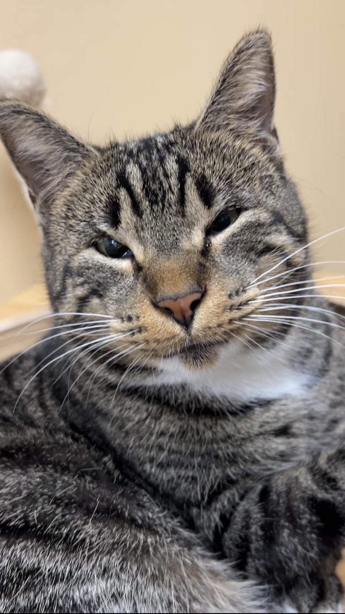 Enlarge Jeri, a ADOPTABLE Tabby in College Park, GA image 4/5