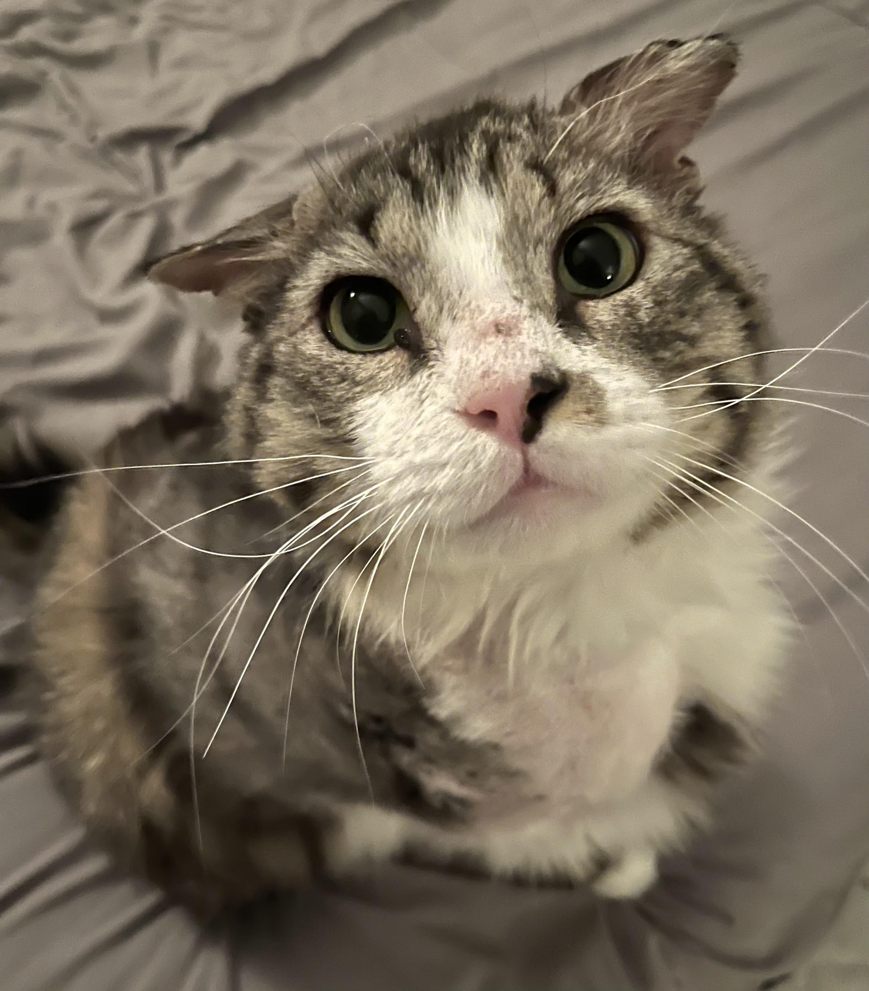 Winston, an adopted Tabby in Springfield, OR image 2/4