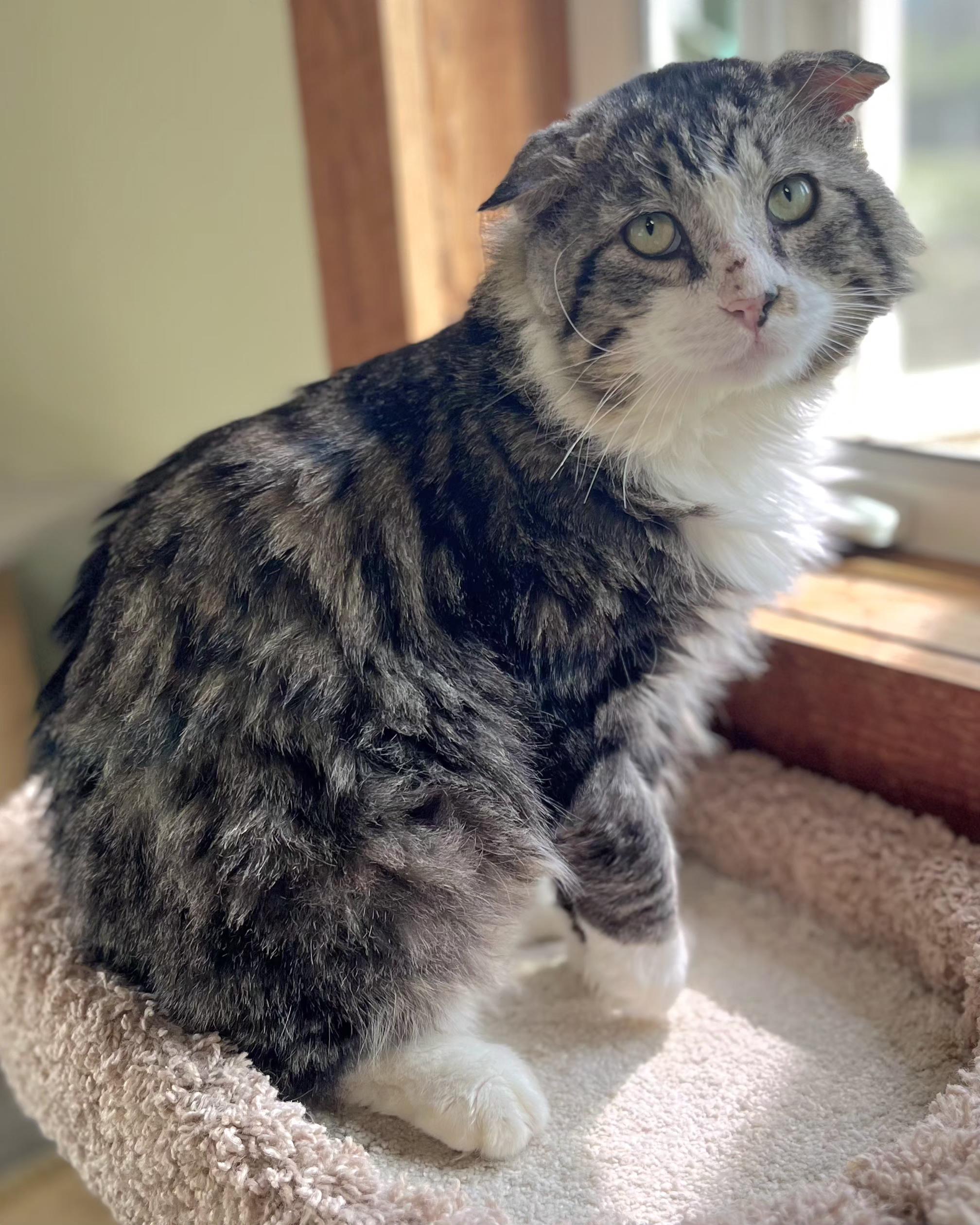 Winston, an adopted Tabby in Springfield, OR image 1/4