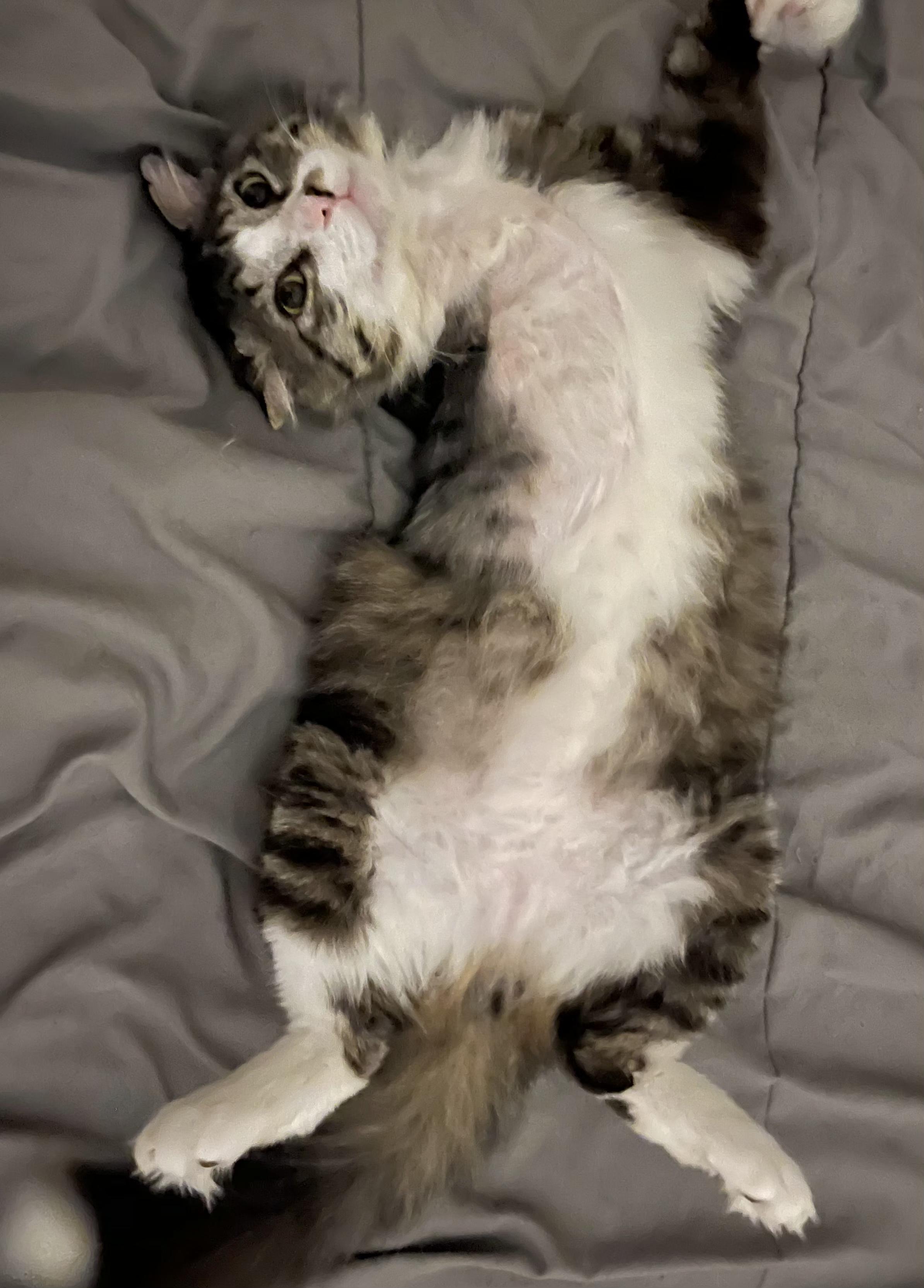 Winston, an adopted Tabby in Springfield, OR image 3/4