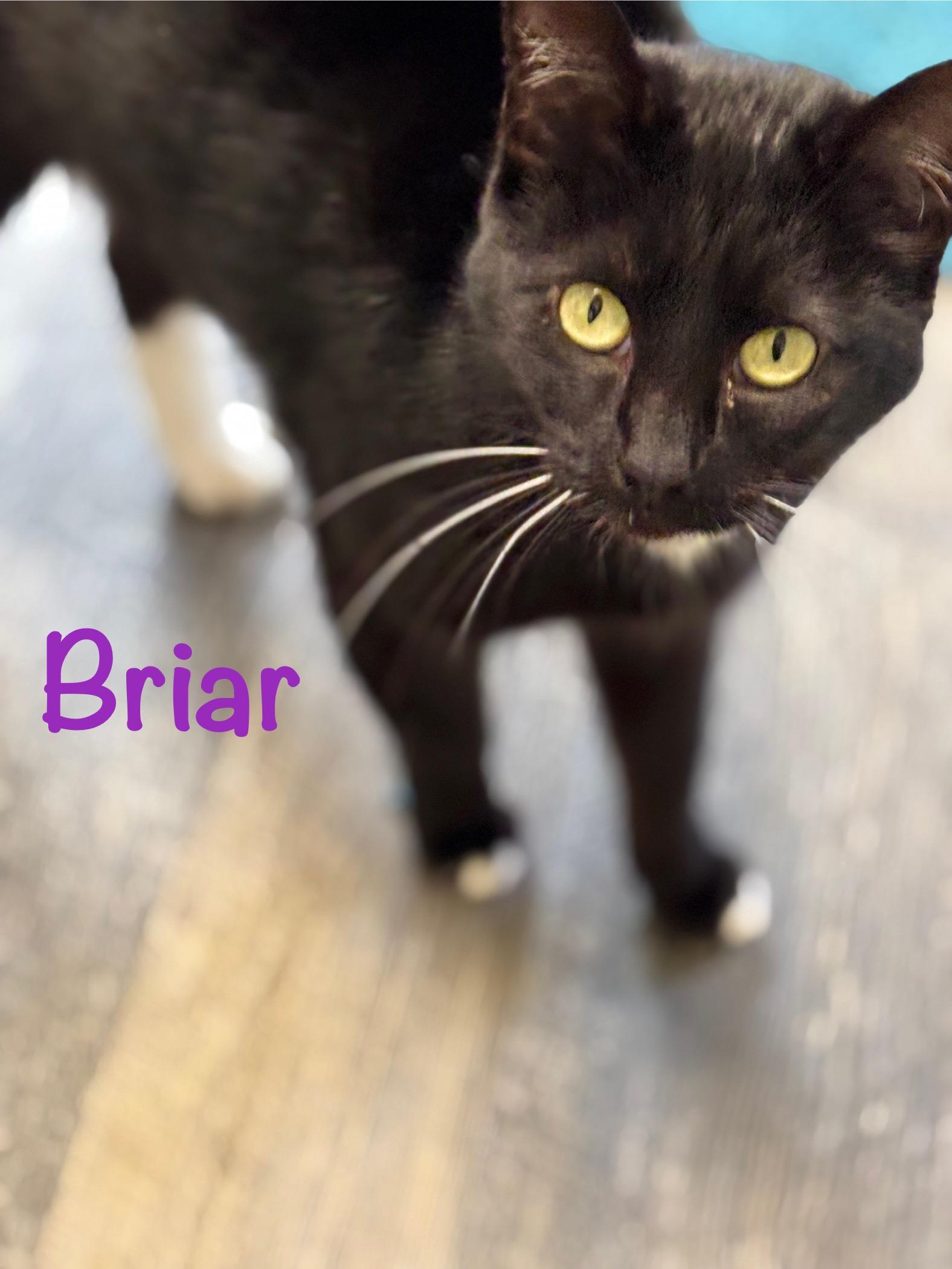 Enlarge Briar, a ADOPTABLE Tuxedo in Crescent City, CA image 2/3