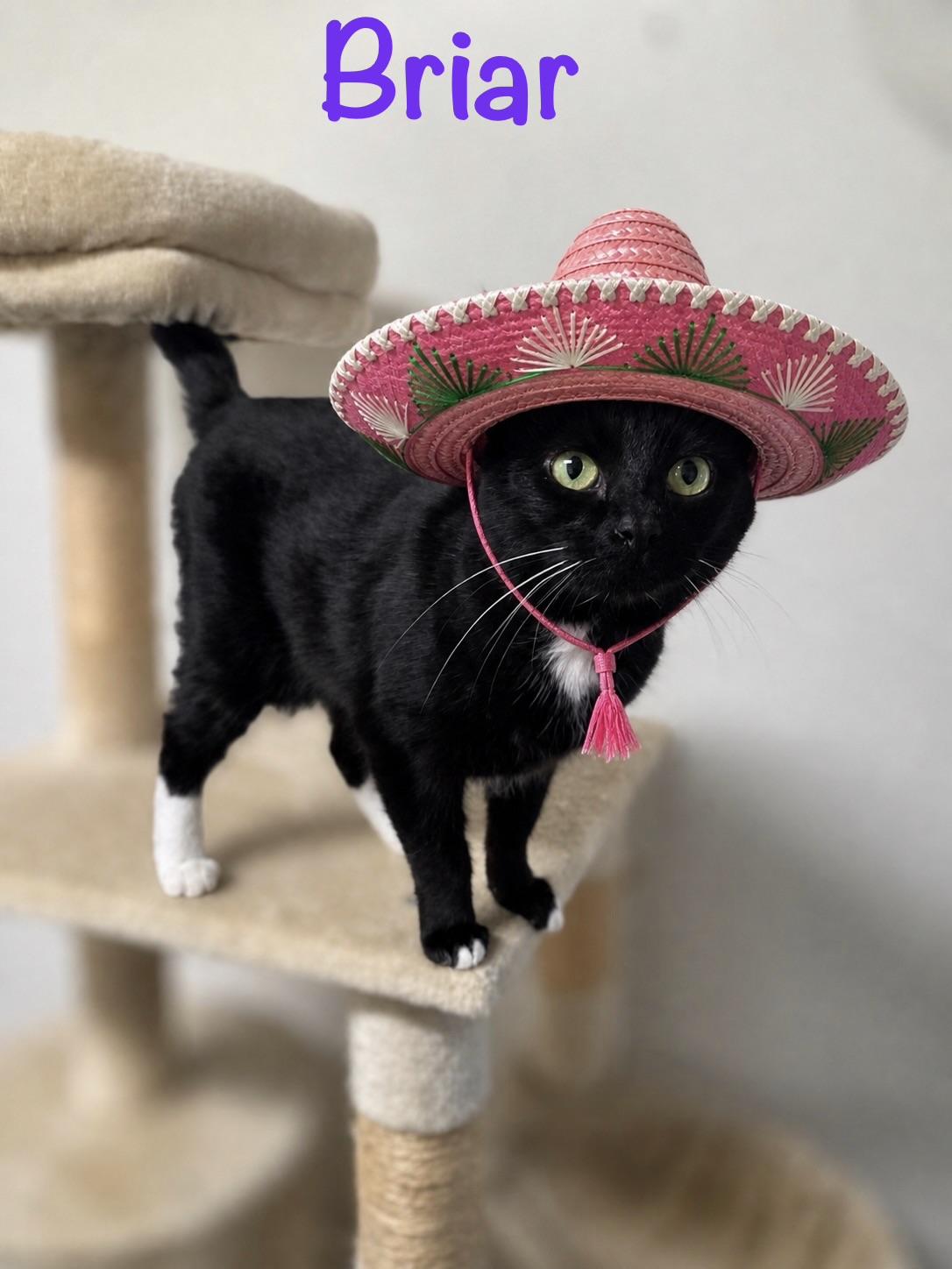 Enlarge Briar, a ADOPTABLE Tuxedo in Crescent City, CA image 3/3