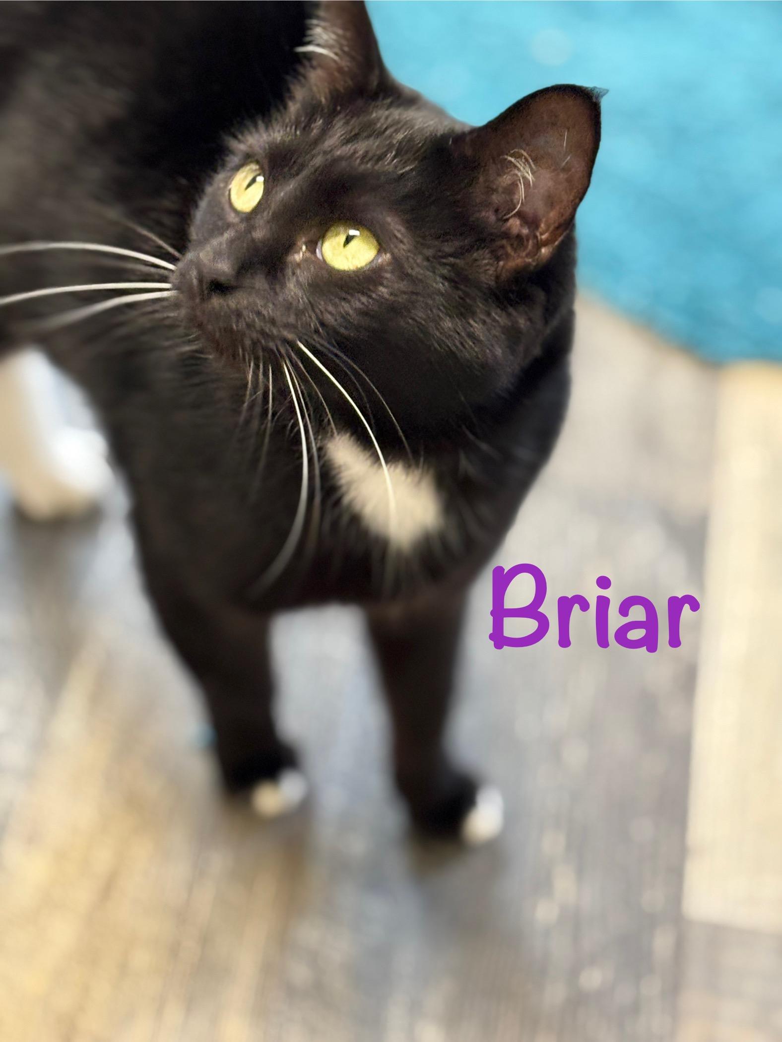 Briar, ADOPTABLE, Young Female Tuxedo.