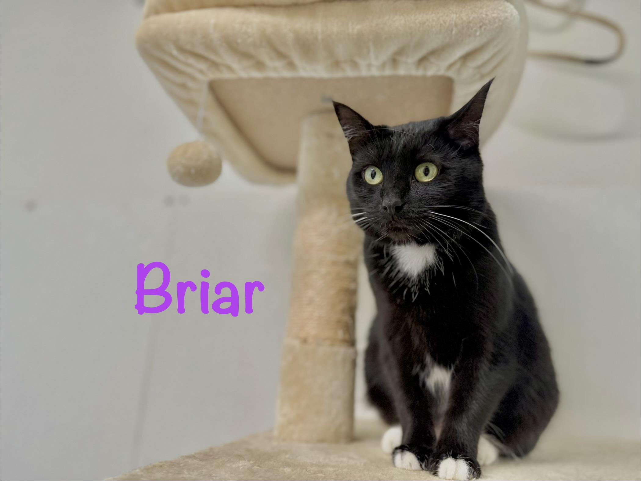 Briar, ADOPTABLE, Young Female Tuxedo.
