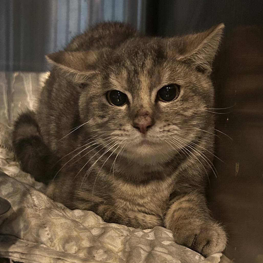 cyclone, Adoptable, Young Female Domestic Short Hair.