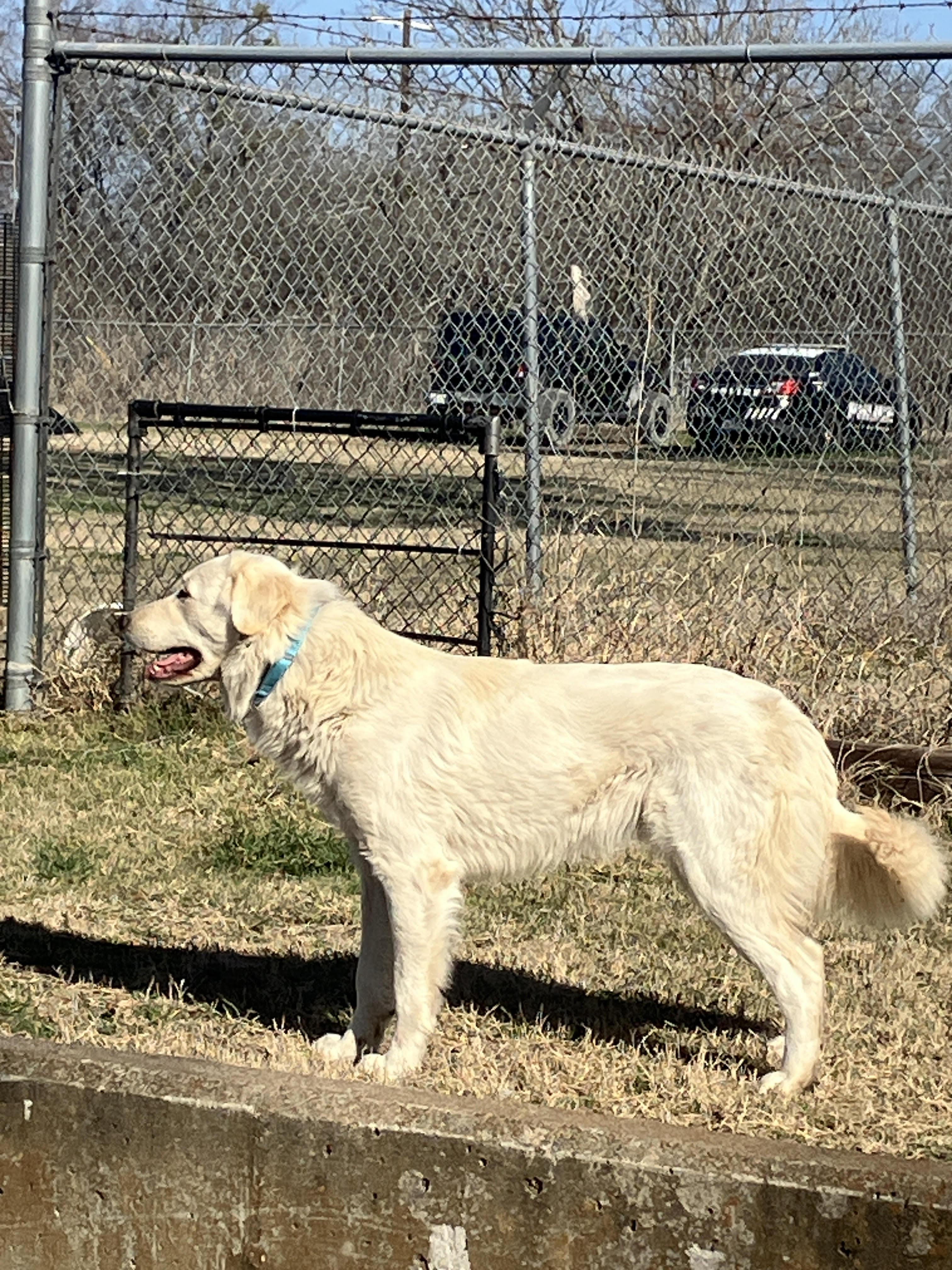 Enlarge SNOW - Sweet and Silly, a Adoptable mixed breed in Fogelsville, PA image 5/6