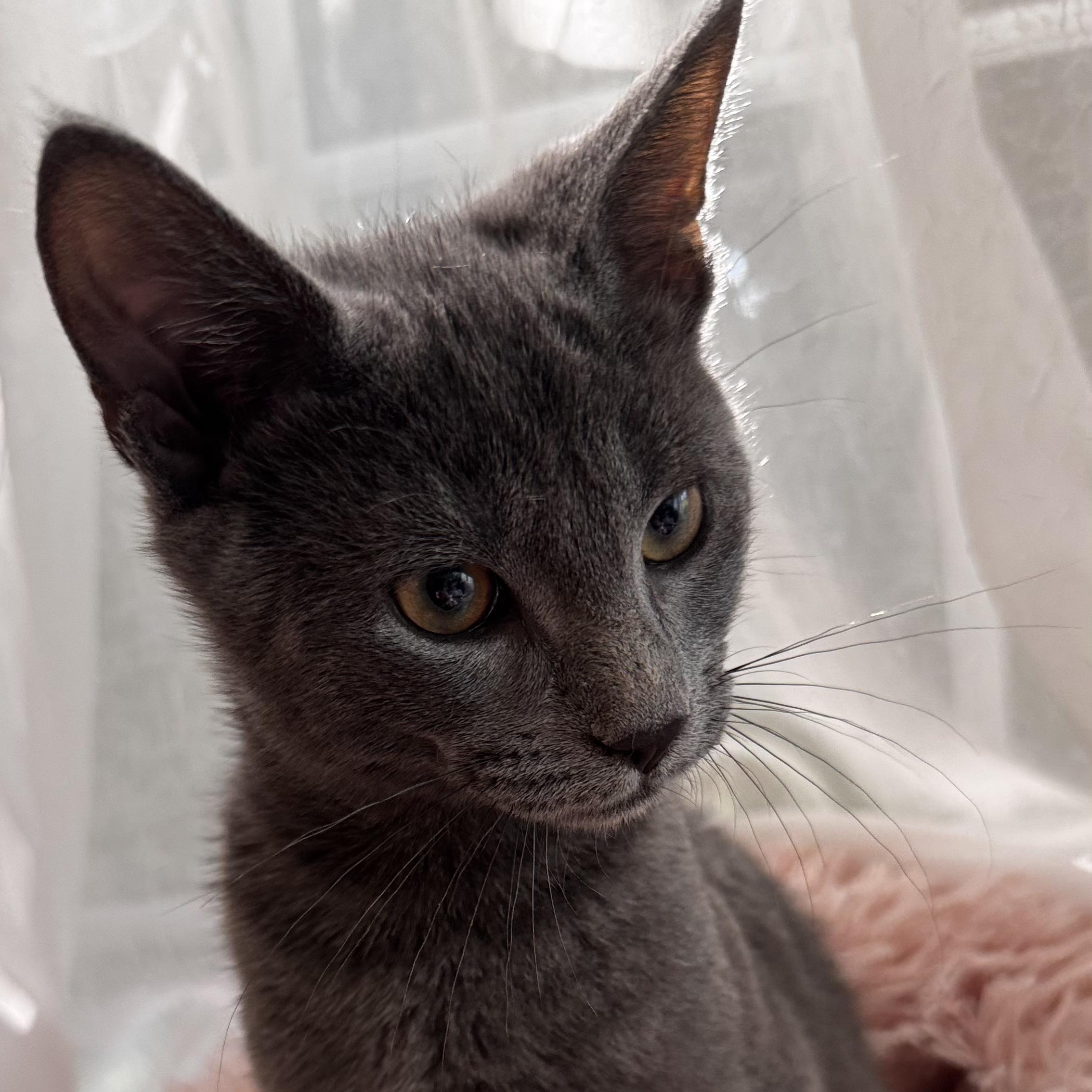SHREK, a ADOPTABLE Domestic Short Hair in East Greenwich, RI image 6/6