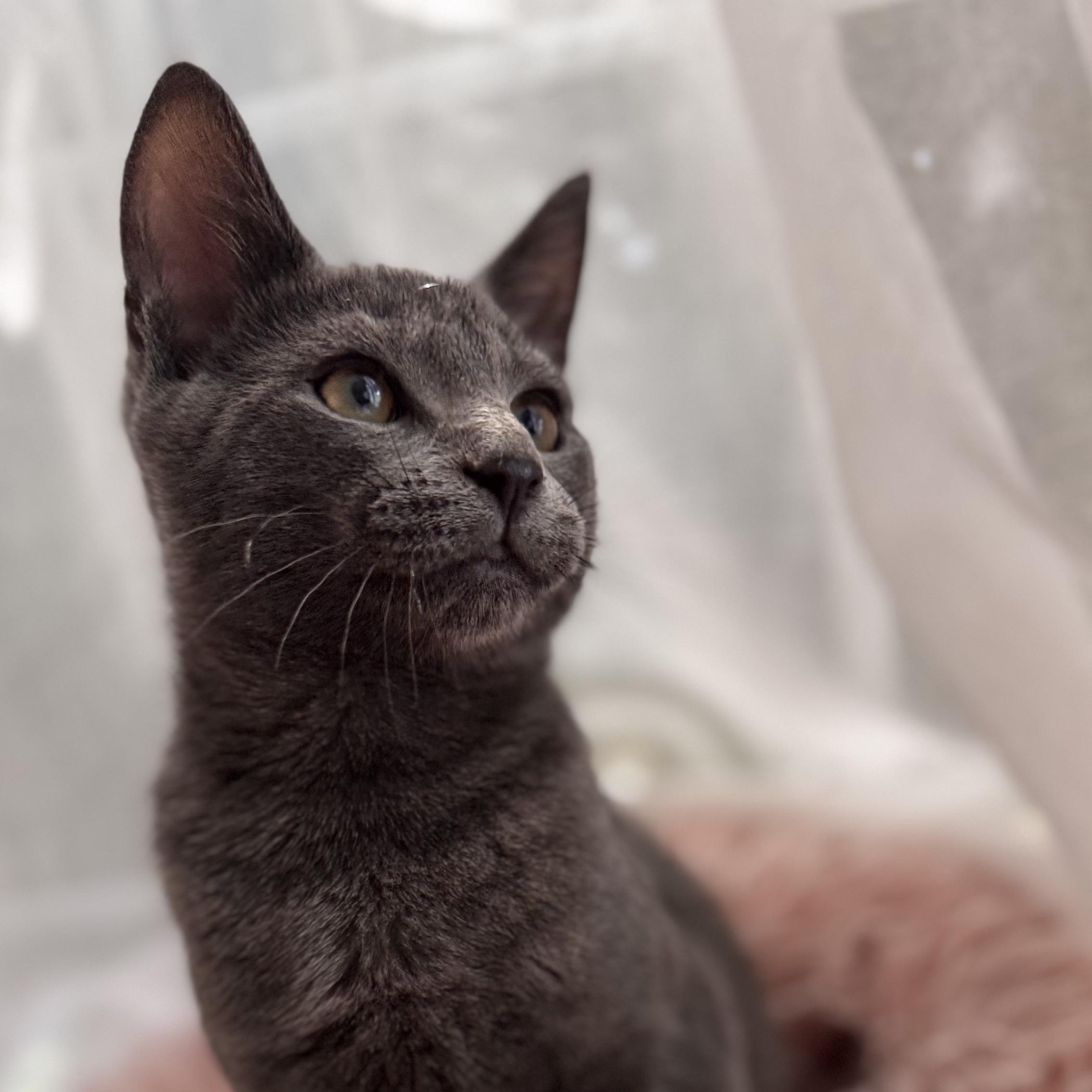 SHREK, a ADOPTABLE Domestic Short Hair in East Greenwich, RI image 1/6