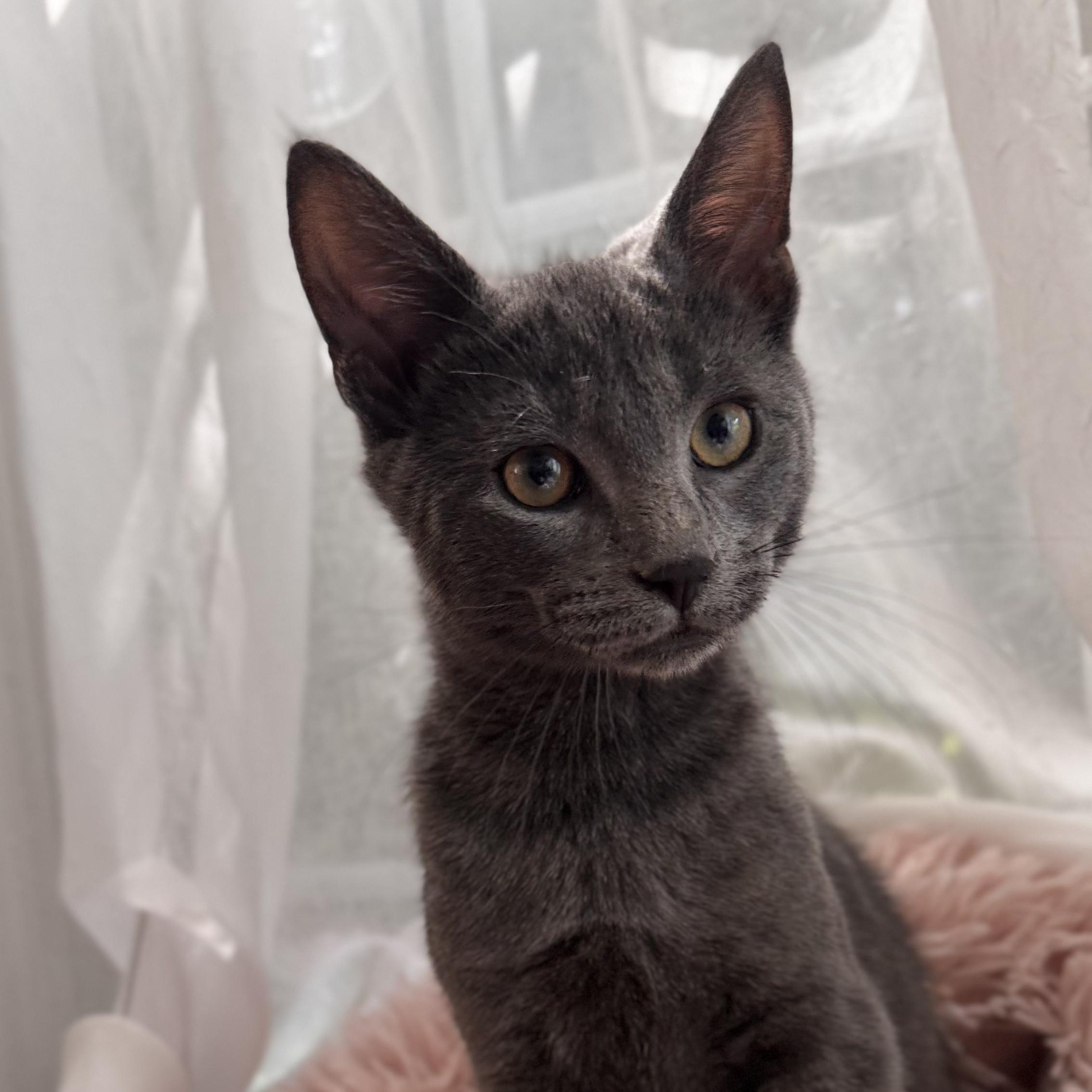 SHREK, a ADOPTABLE Domestic Short Hair in East Greenwich, RI image 2/6