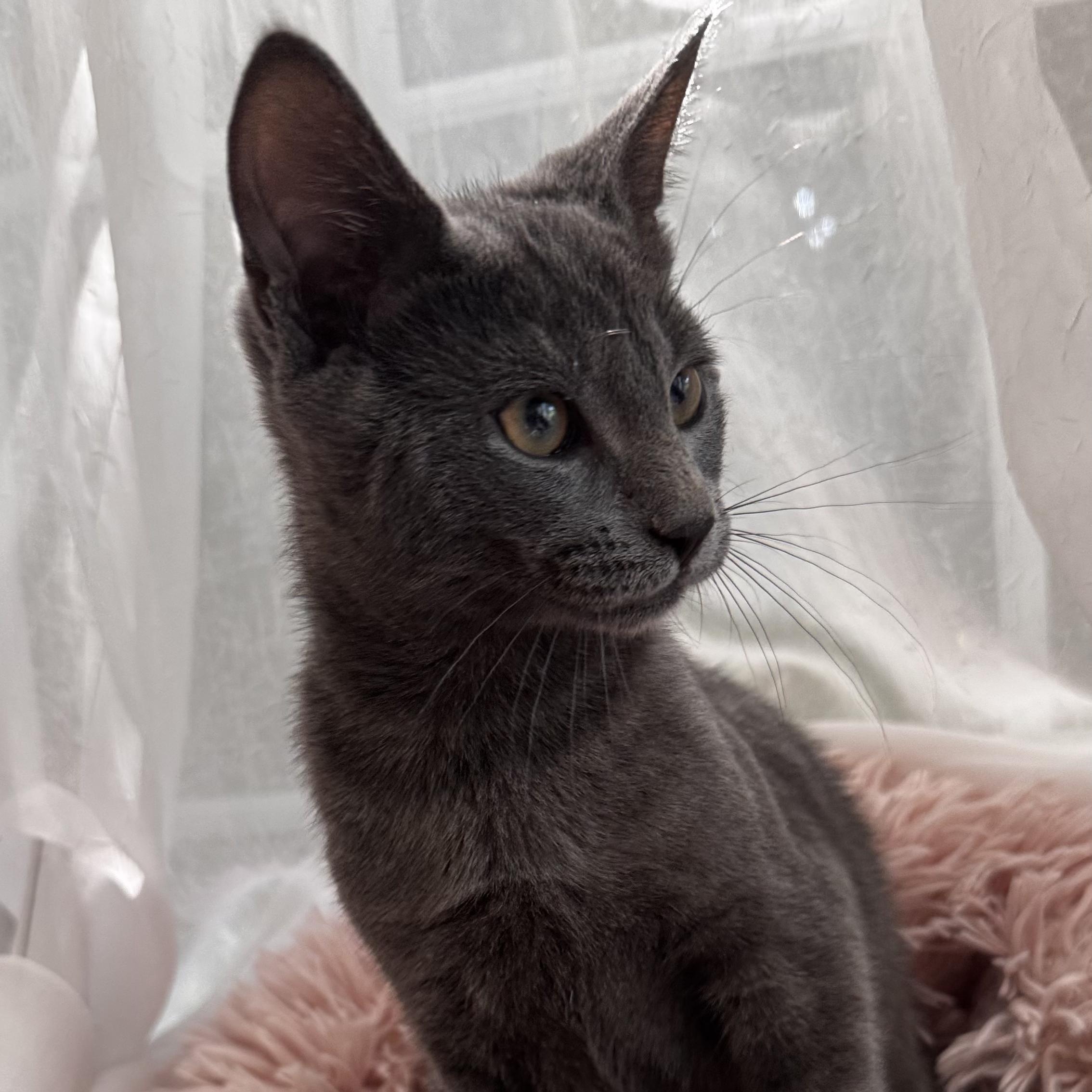 SHREK, a ADOPTABLE Domestic Short Hair in East Greenwich, RI image 3/6