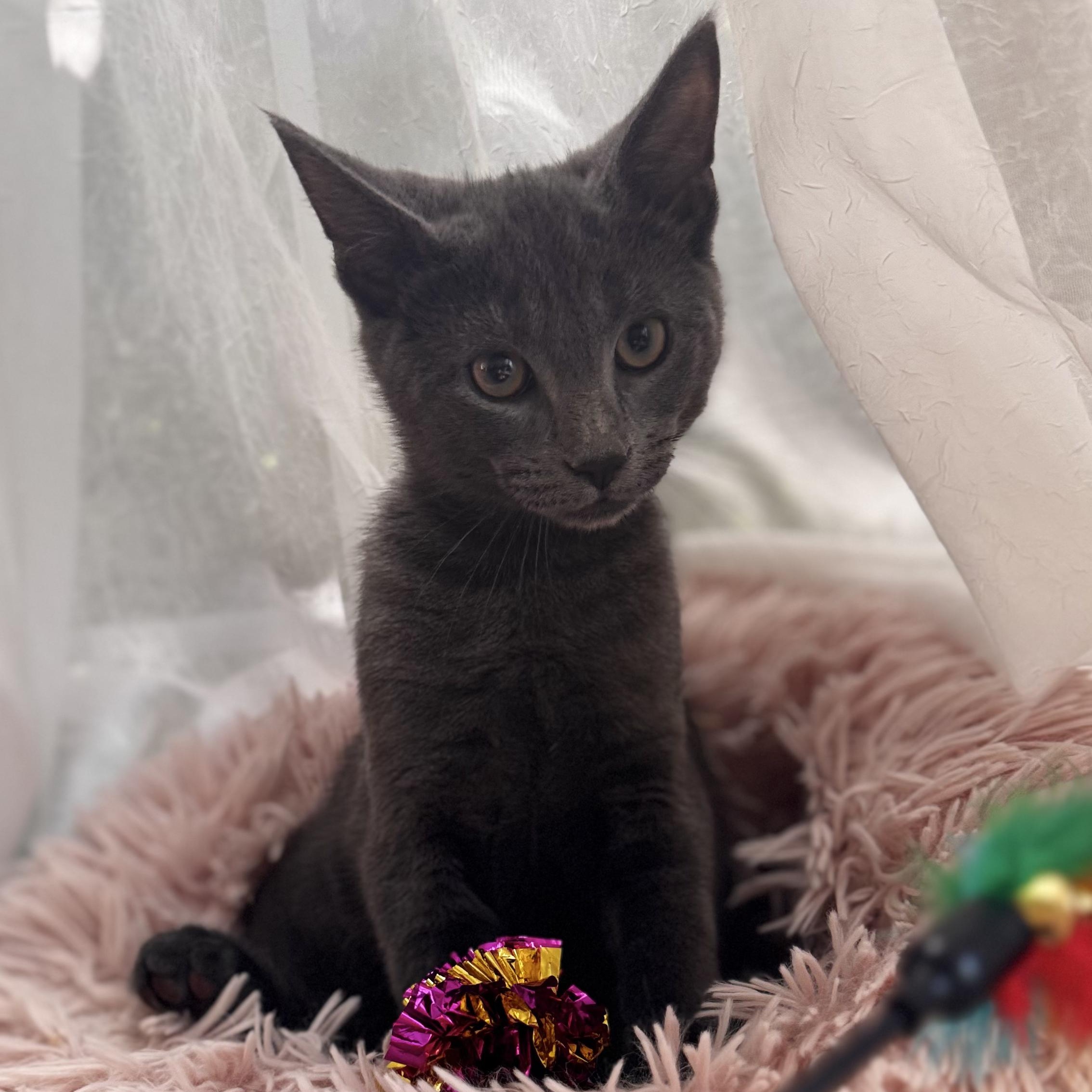 SHREK, a ADOPTABLE Domestic Short Hair in East Greenwich, RI image 4/6