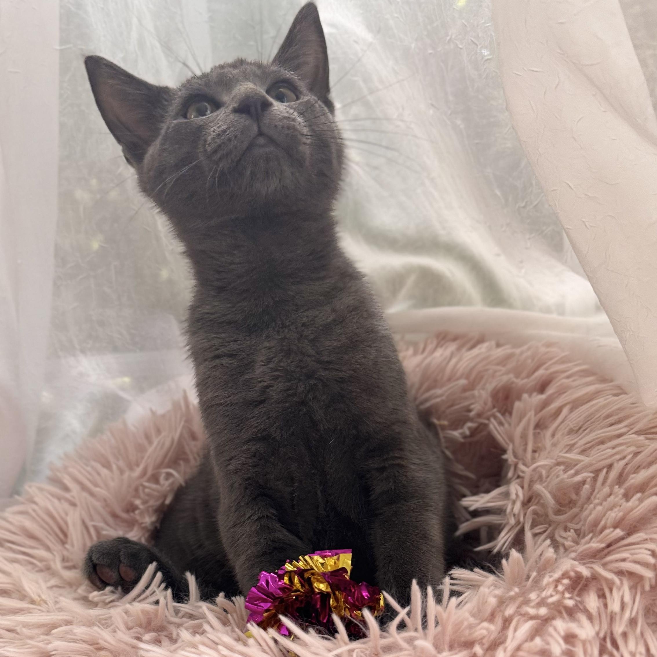 SHREK, a ADOPTABLE Domestic Short Hair in East Greenwich, RI image 5/6