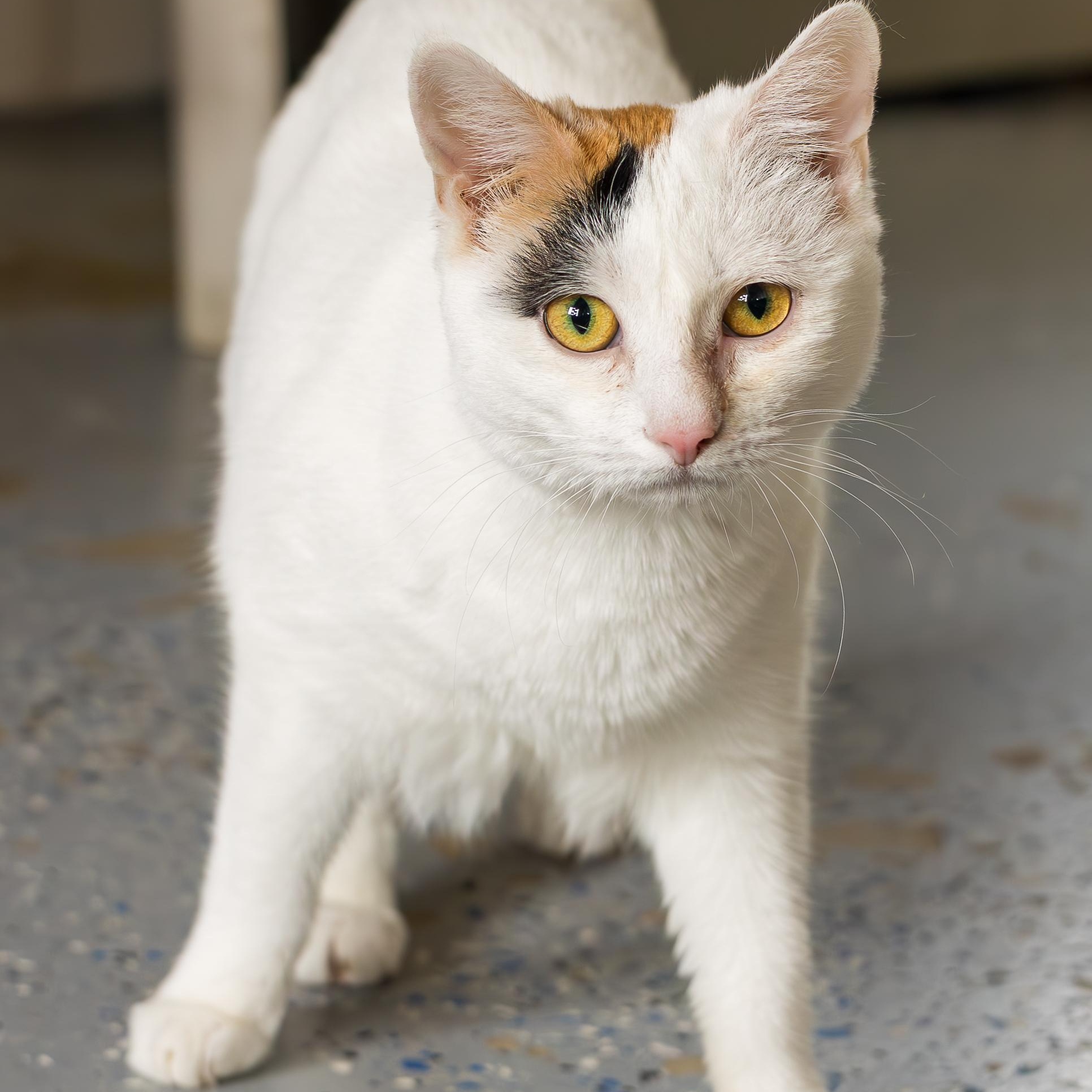 Car-a, ADOPTABLE, Young Female Domestic Short Hair.