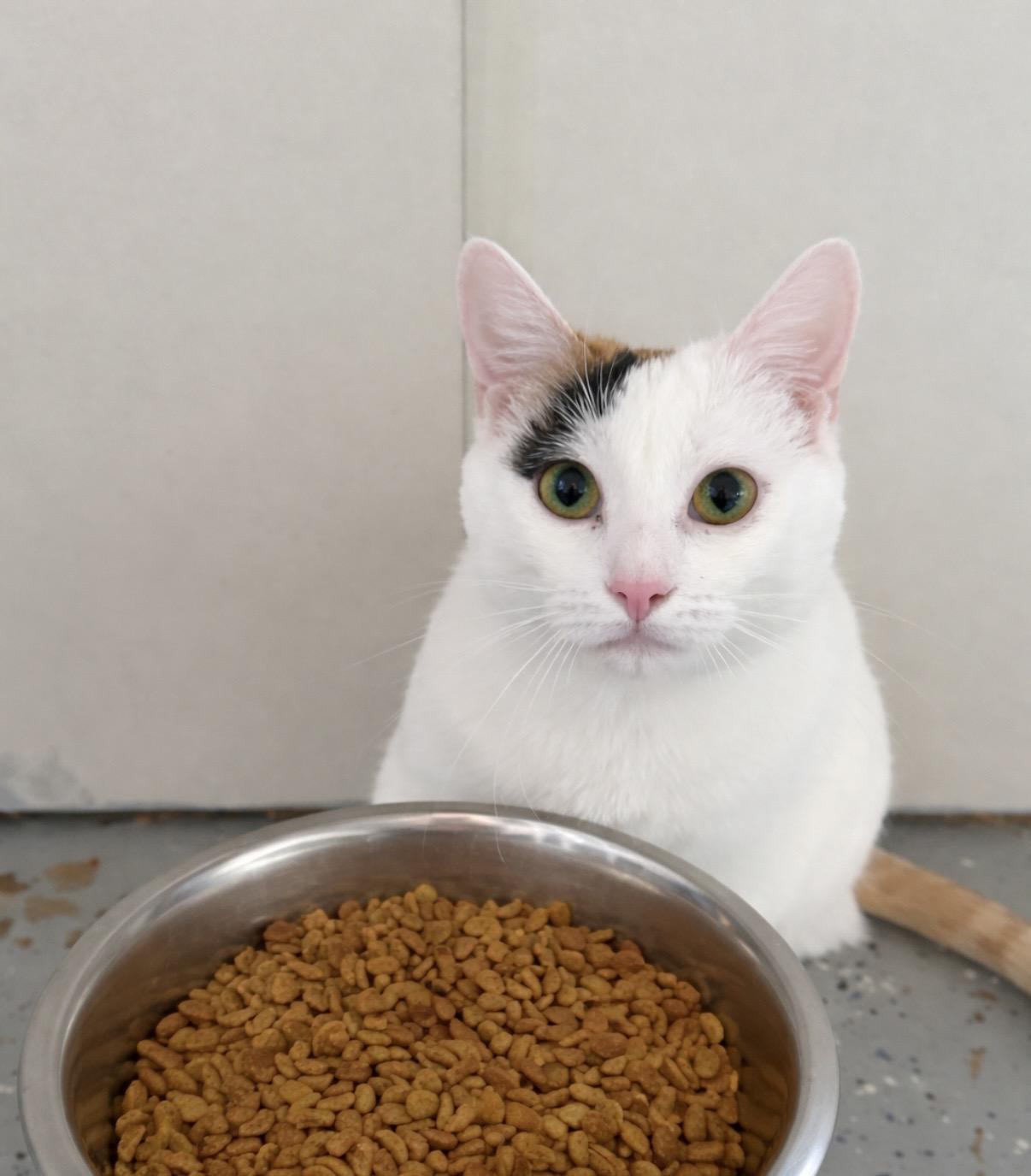 Car-a, a ADOPTABLE Domestic Short Hair in Ocean City, NJ image 2/2
