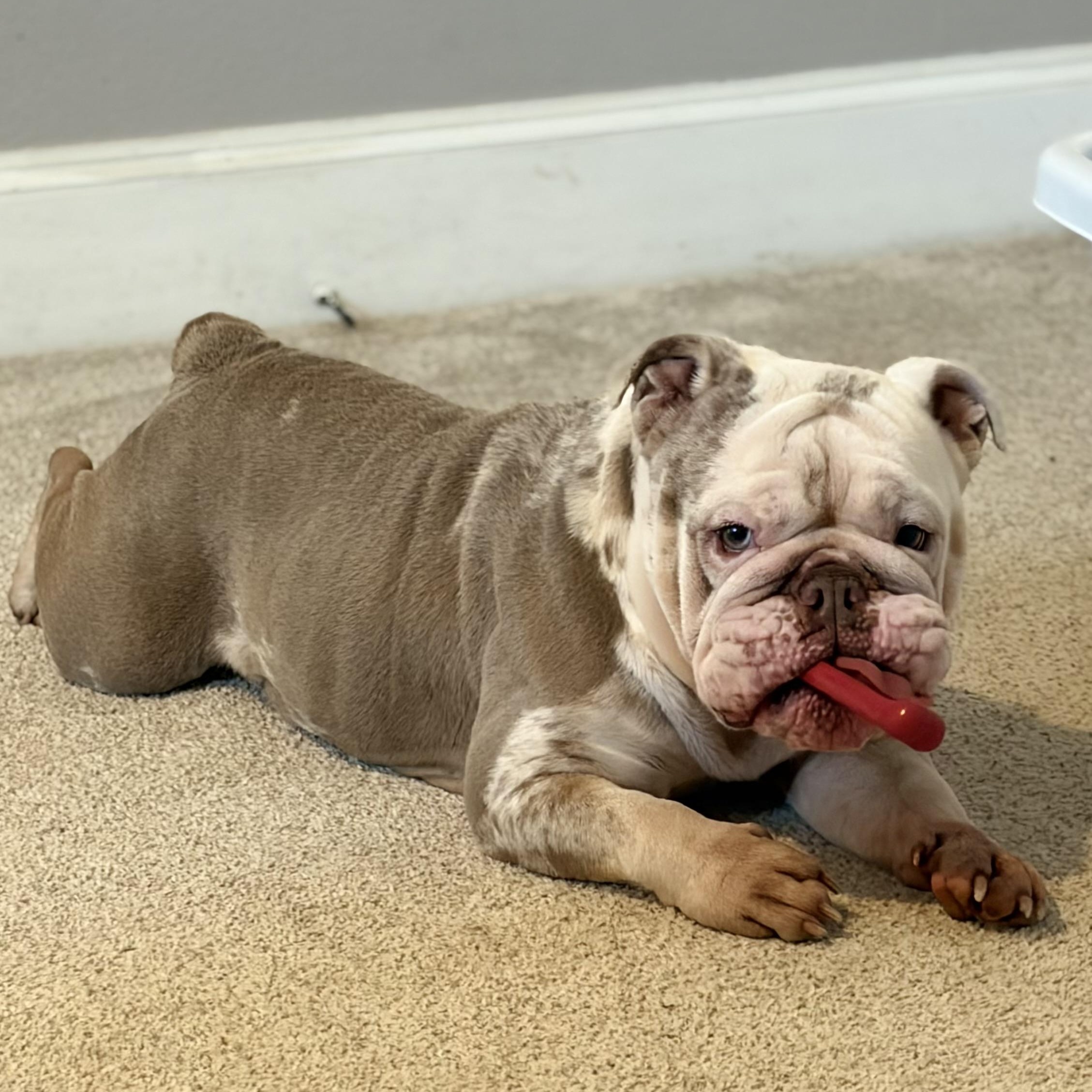 Enlarge Peppa, a Adoptable English Bulldog in Tulsa, OK image 6/6