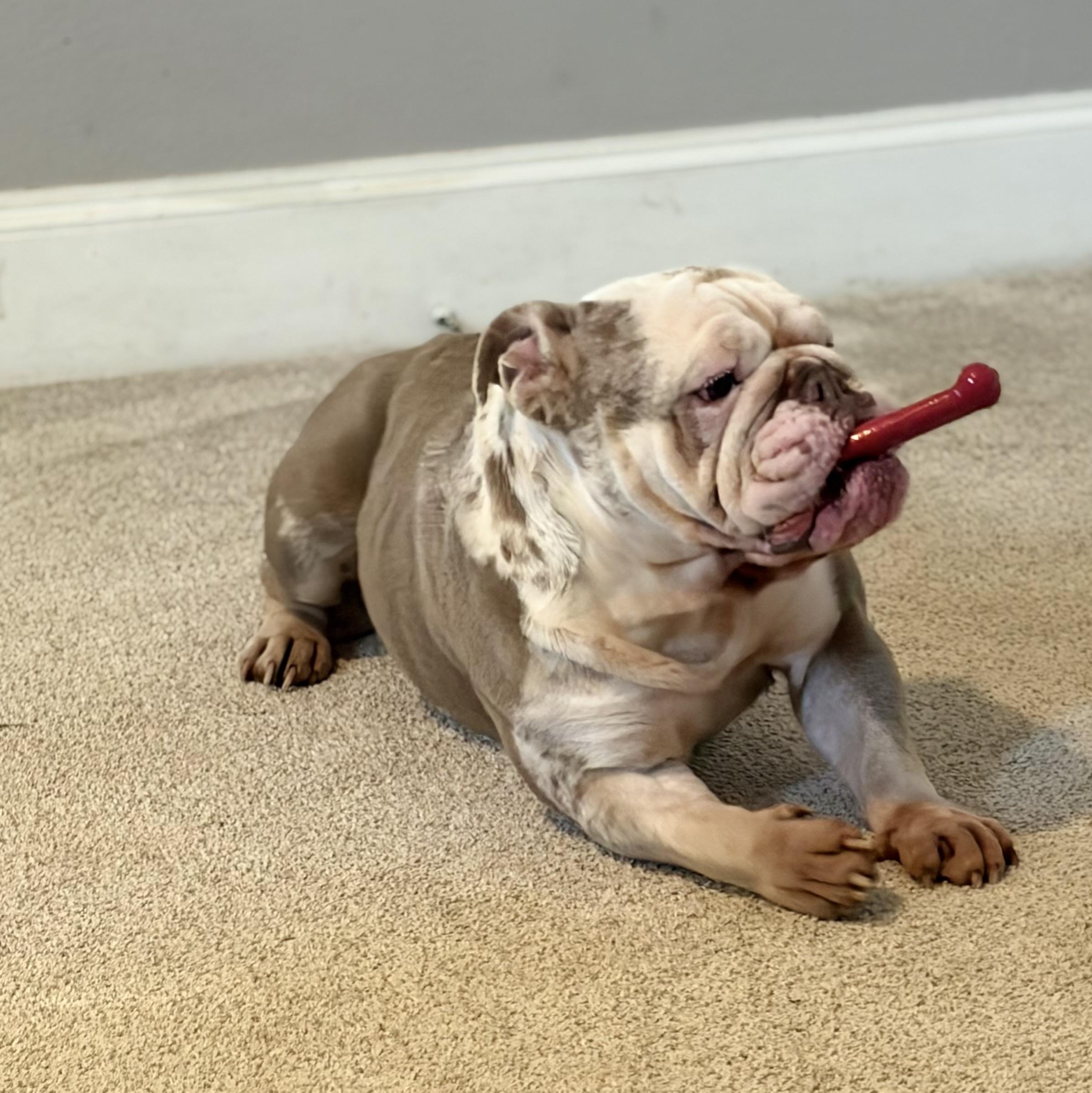 Enlarge Peppa, a Adoptable English Bulldog in Tulsa, OK image 4/6