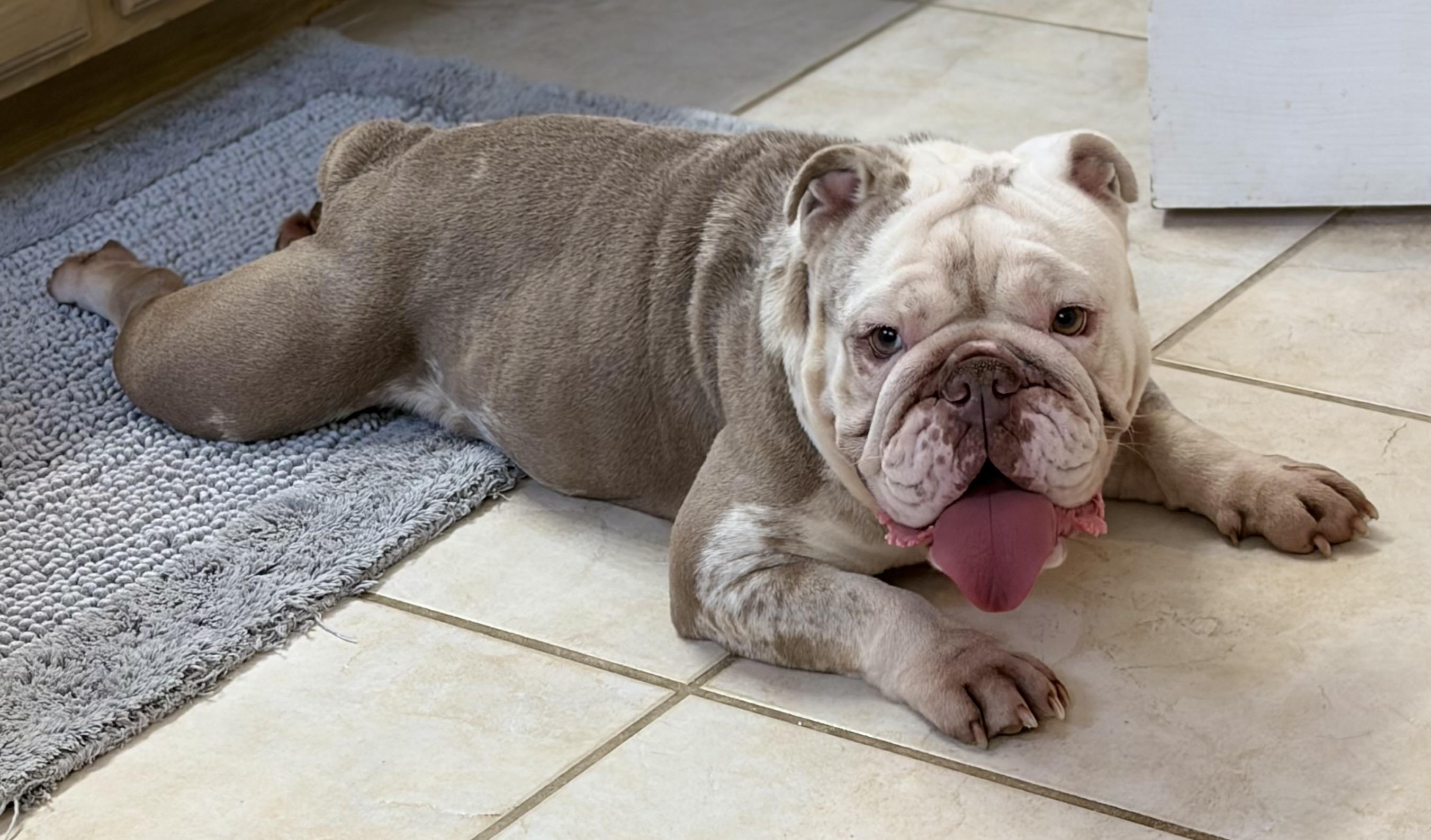 Enlarge Peppa, a Adoptable English Bulldog in Tulsa, OK image 2/6