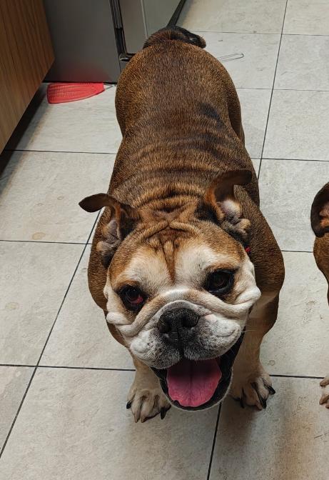Rosie, Adoptable, Adult Female English Bulldog.